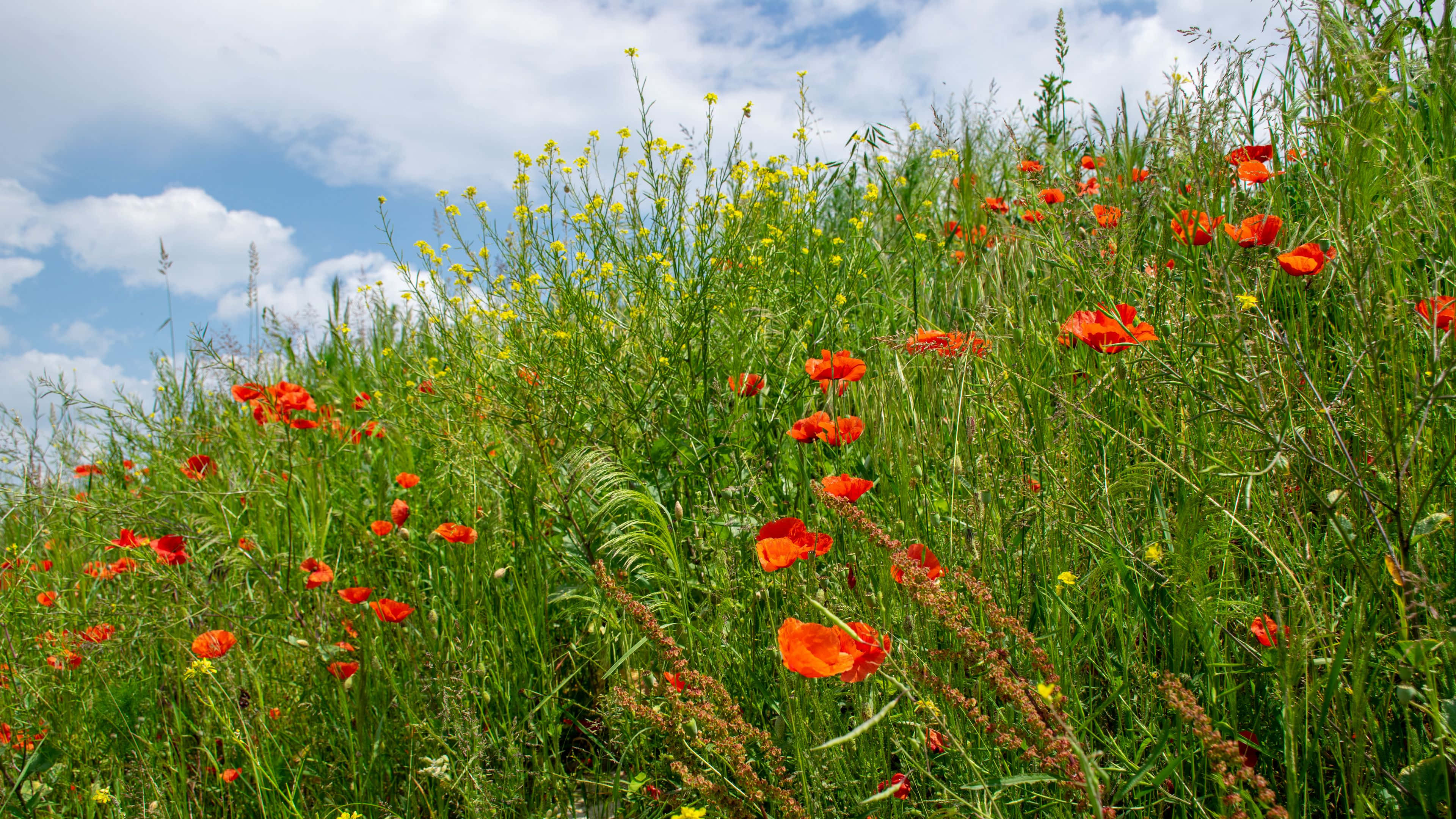 Wild Flower In Meadows 桌布 壁紙 — 鮮豔的紅色罌粟花和黃色野花在陽光明媚的綠色山丘上密集盛開，上方是明亮的藍天和蓬鬆的白雲。