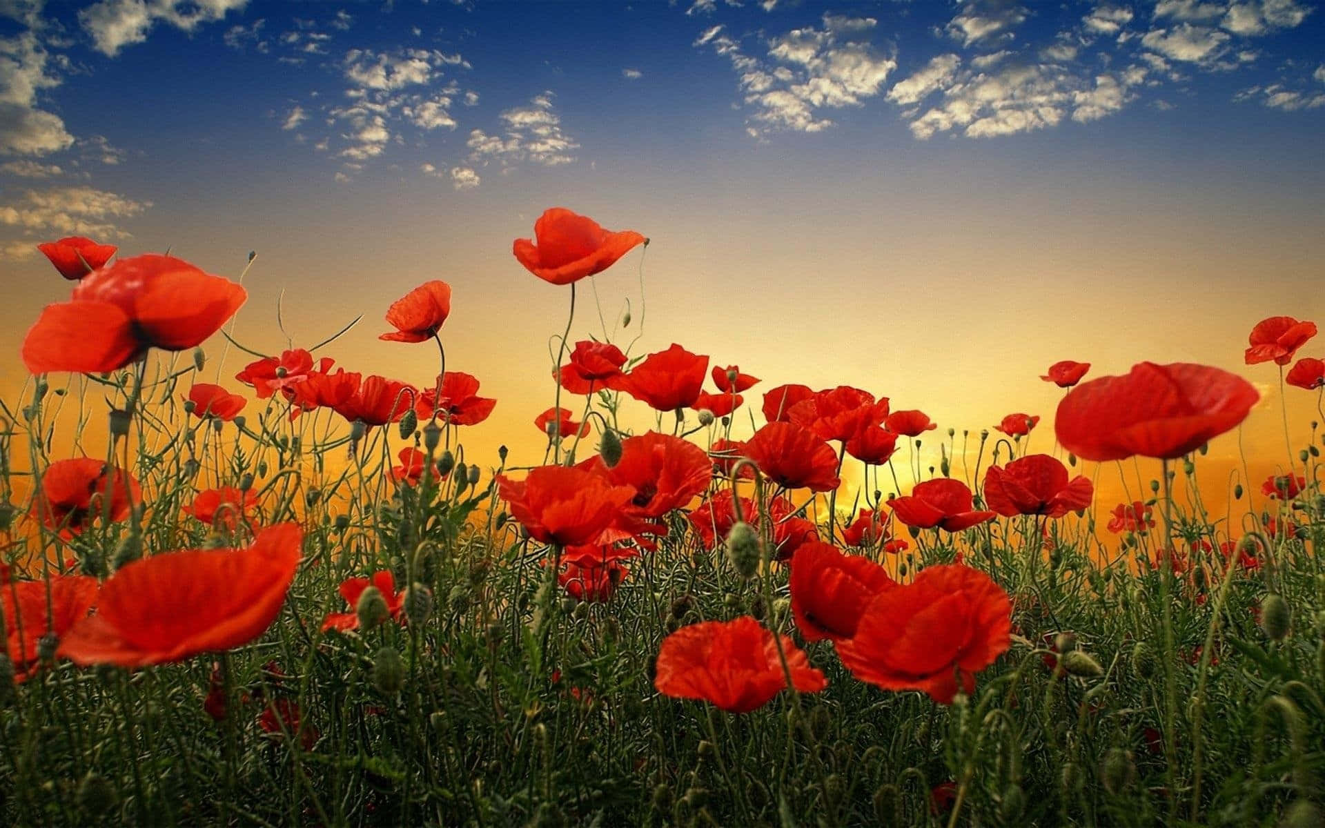 Poppy Field 桌布 壁紙 — 鮮豔的紅色罌粟花在日落時分，在藍天白雲下，於金色田野中搖曳。