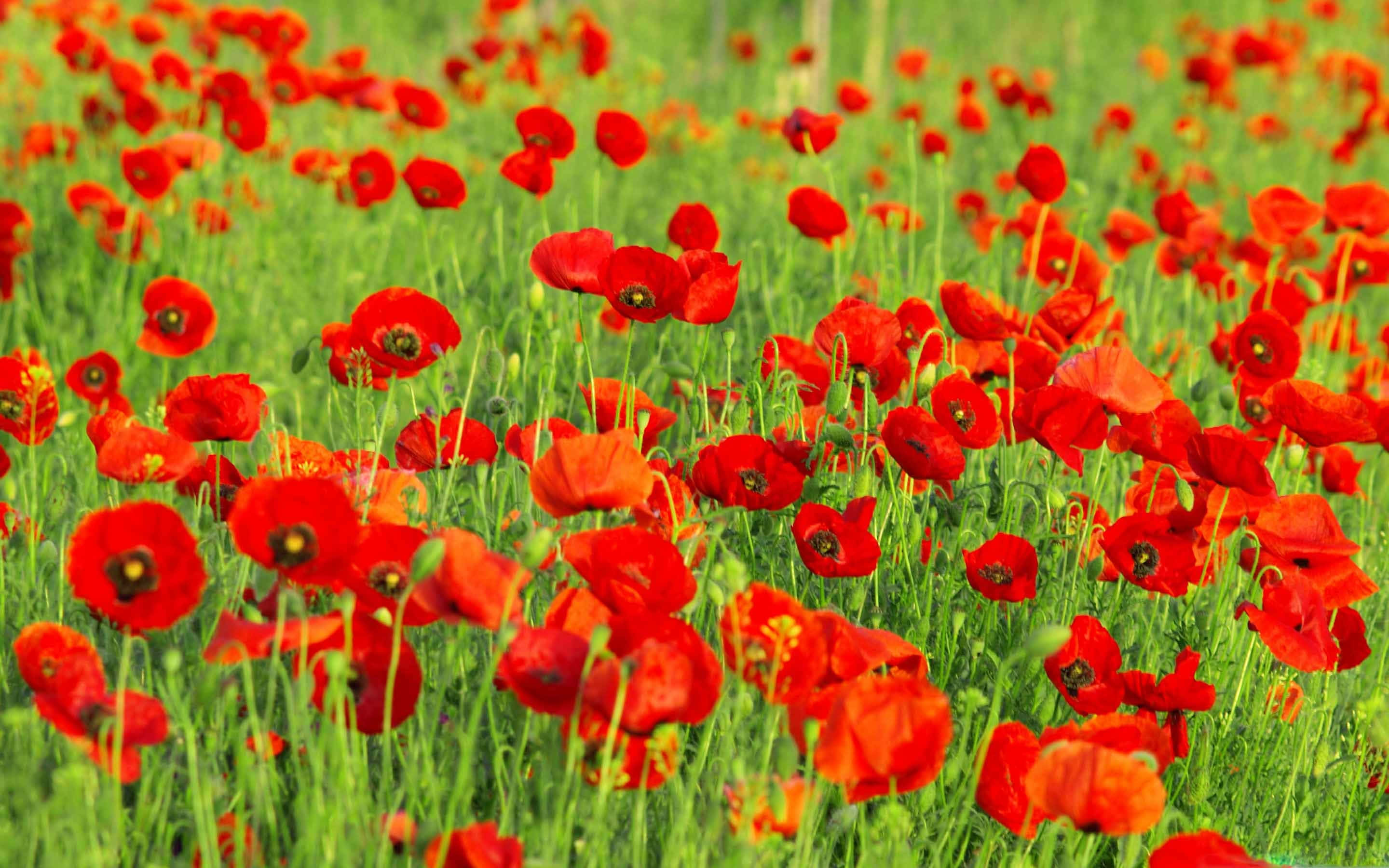 Poppy Field 桌布 壁紙 — 鮮豔的紅色罌粟花在明亮的日光下，茂密地盛開在翠綠的草地上。