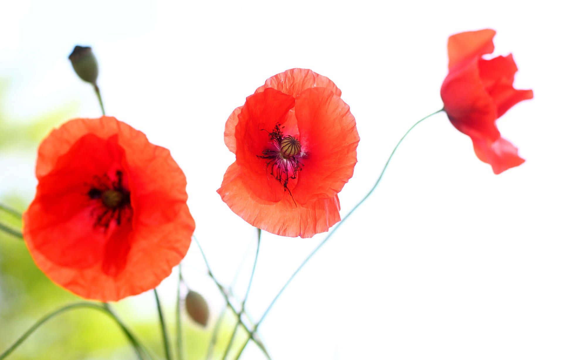 Poppy 桌布 壁紙 — 鮮豔的紅色罌粟花在明亮的白色背景上盛開，帶有柔軟的綠色莖和模糊的葉子。