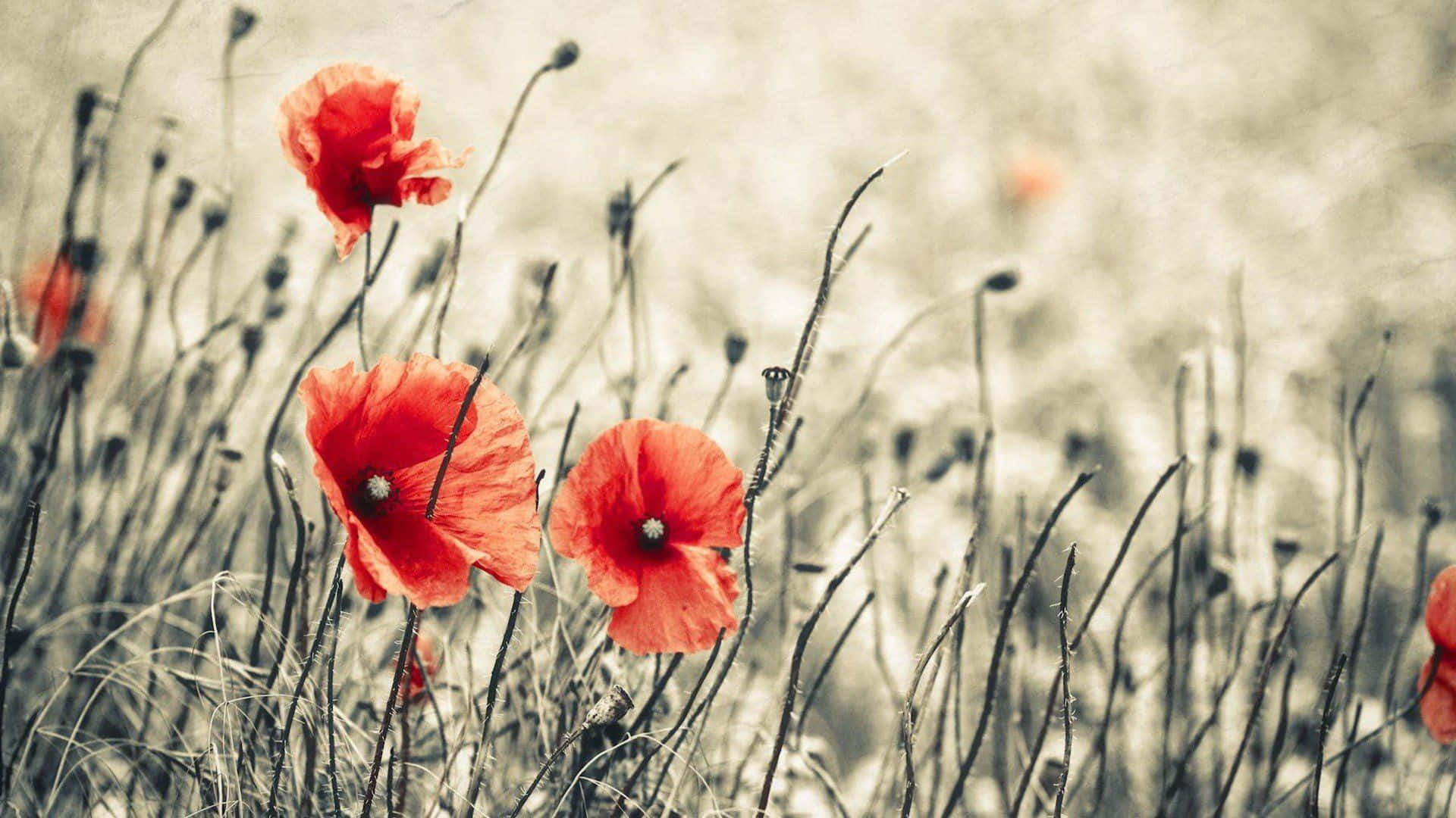 Poppy 桌布 壁紙 — 鮮豔的紅色罌粟花在柔和焦點的田野中，在柔和的棕褐色草叢中盛開。