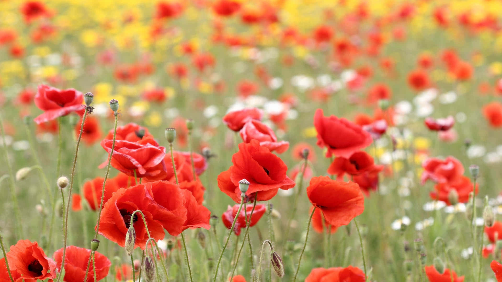 Poppy Field 桌布 壁紙 — 鮮豔的紅色罌粟花在柔和的日光下，於黃色和白色野花叢中盛開。