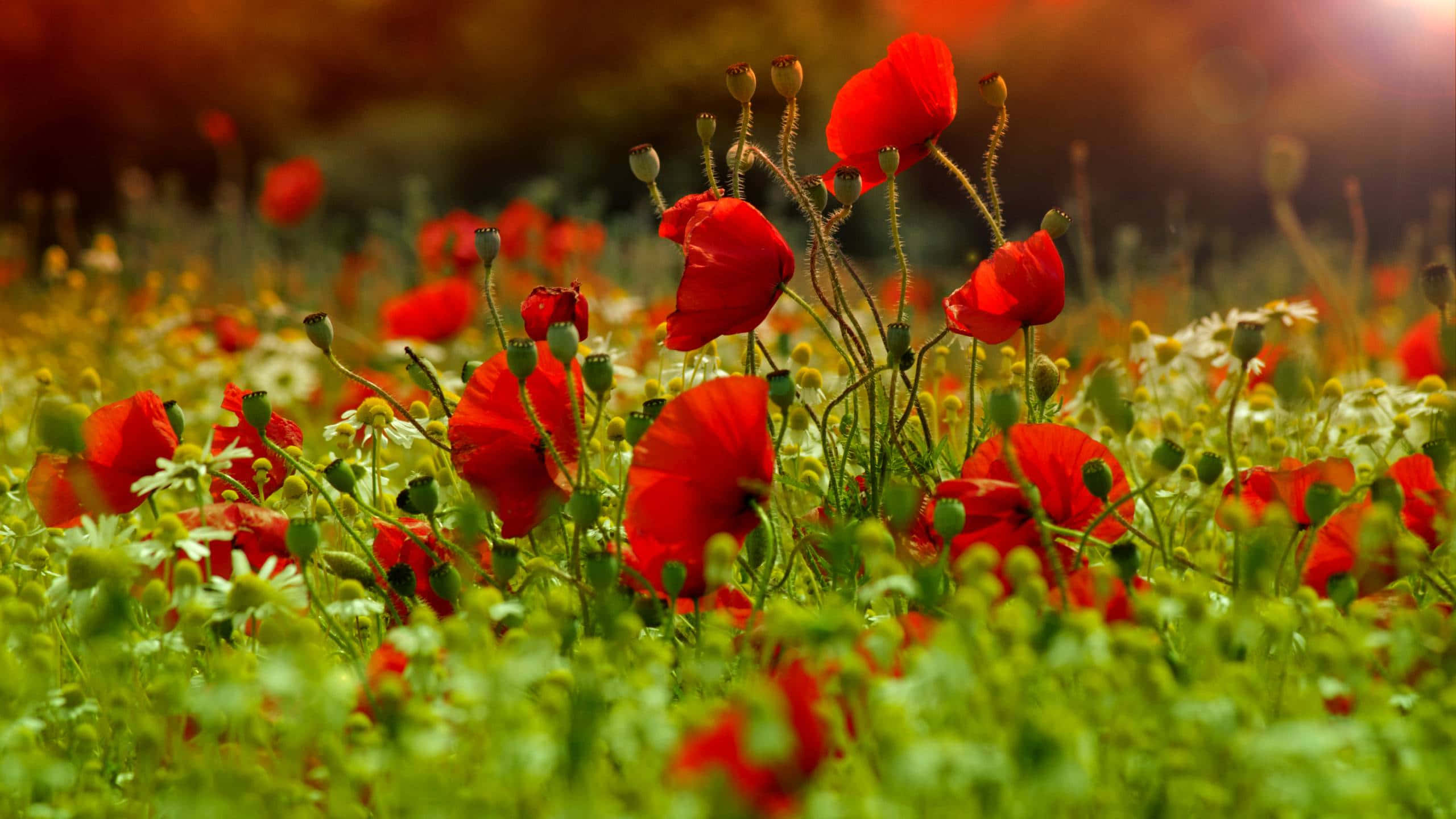 Poppy 桌布 壁紙 — 鮮豔的紅色罌粟花在溫暖的金色陽光下，於茂密的綠草中盛開，背景帶有柔和散景效果。