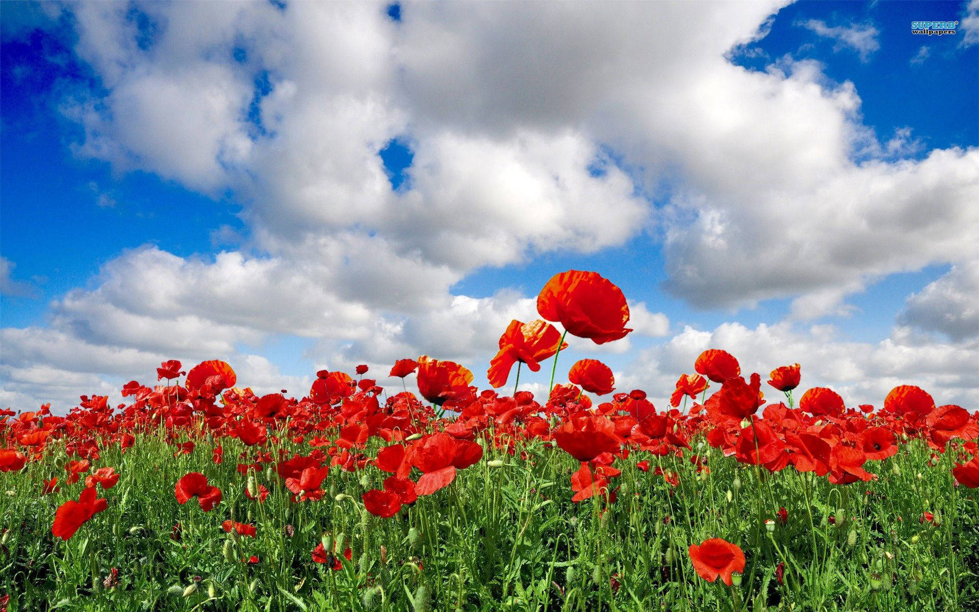 Poppy 桌布 壁紙 — 鮮豔的紅色罌粟花在茂密的綠色田野中盛開，天空湛藍，點綴著蓬鬆的白雲。