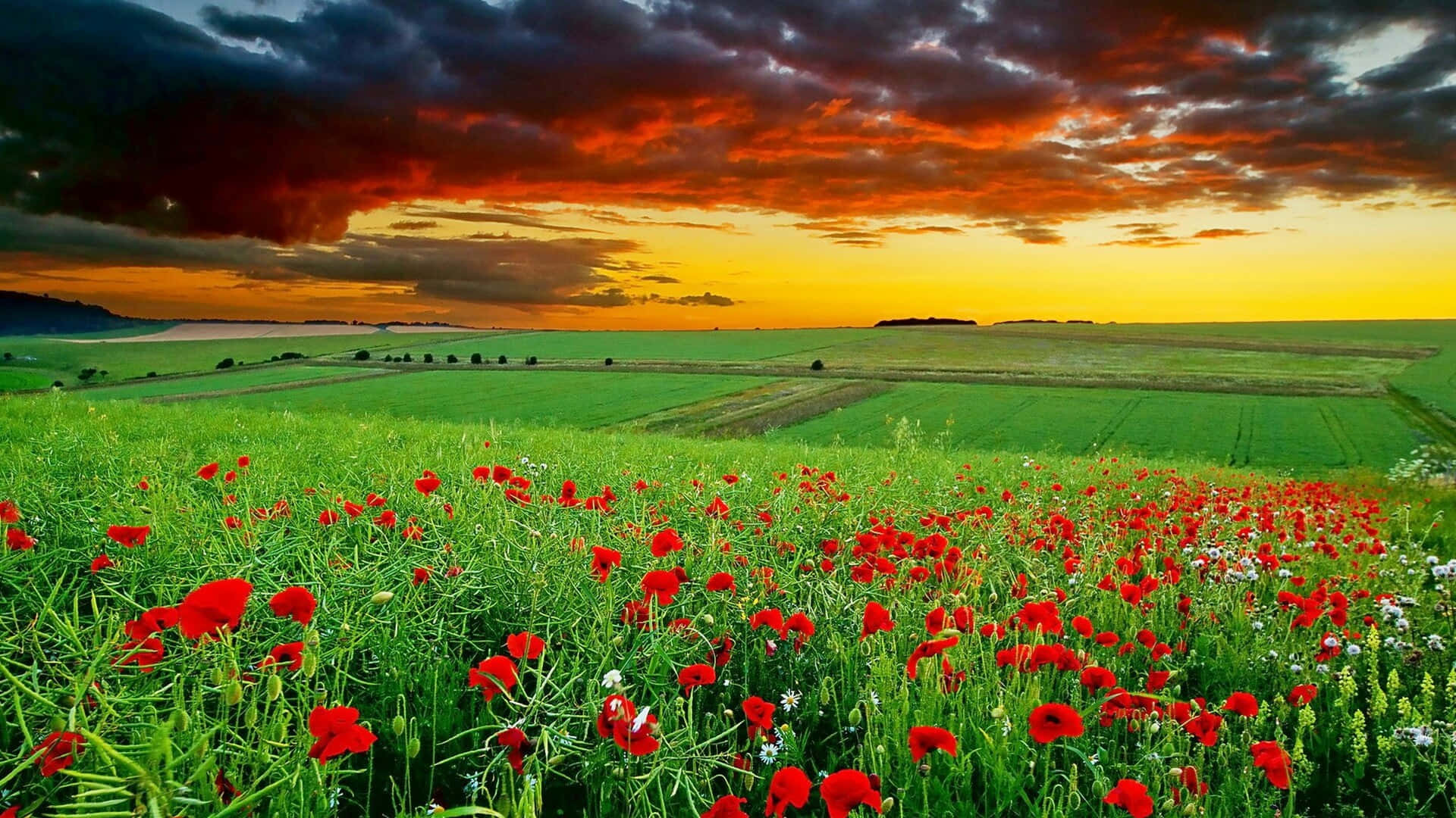 Poppy Field 桌布 壁紙 — 鮮豔的紅色罌粟花在茂密的綠色田野中盛開，背景是帶有戲劇性雲彩的熾熱日落天空。