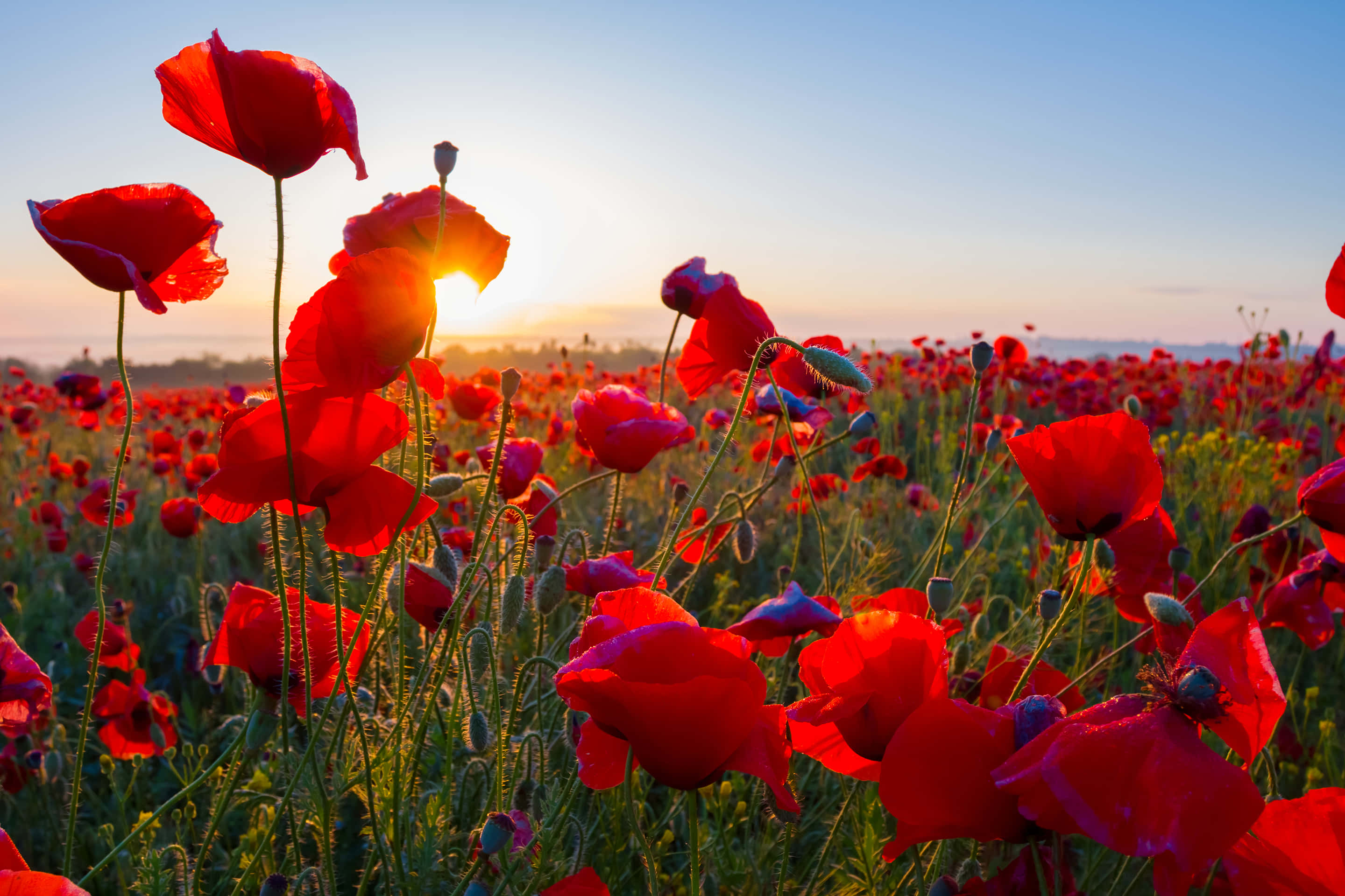 Poppy Field 桌布 壁紙 — 鮮豔的紅色罌粟花在金色日出田野中搖曳，伴隨著柔和藍天和遙遠的地平線。