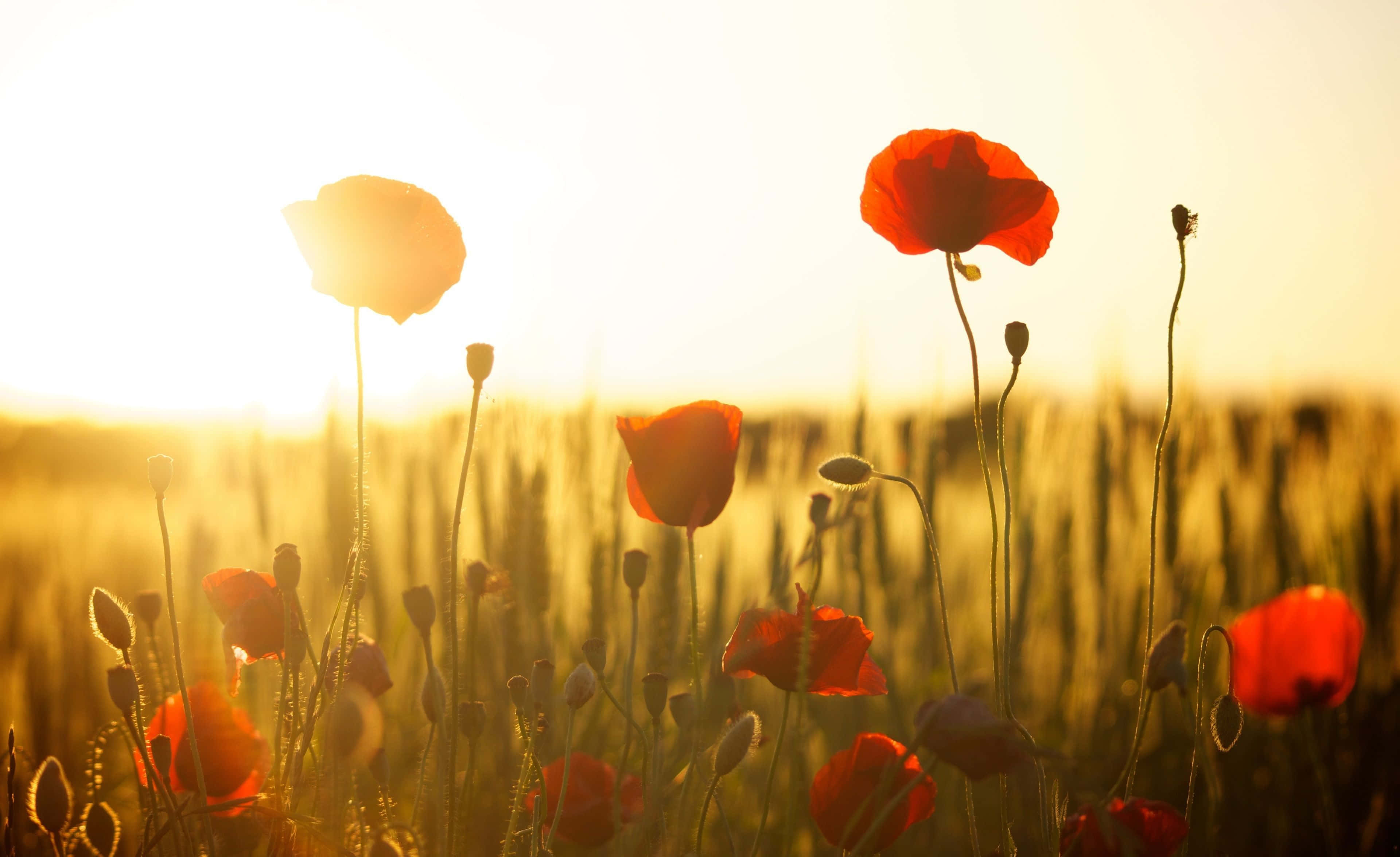 Poppy 桌布 壁紙 — 鮮豔的紅色罌粟花在金色田野中盛開，溫暖的日出背光營造出柔和鏡頭光暈。