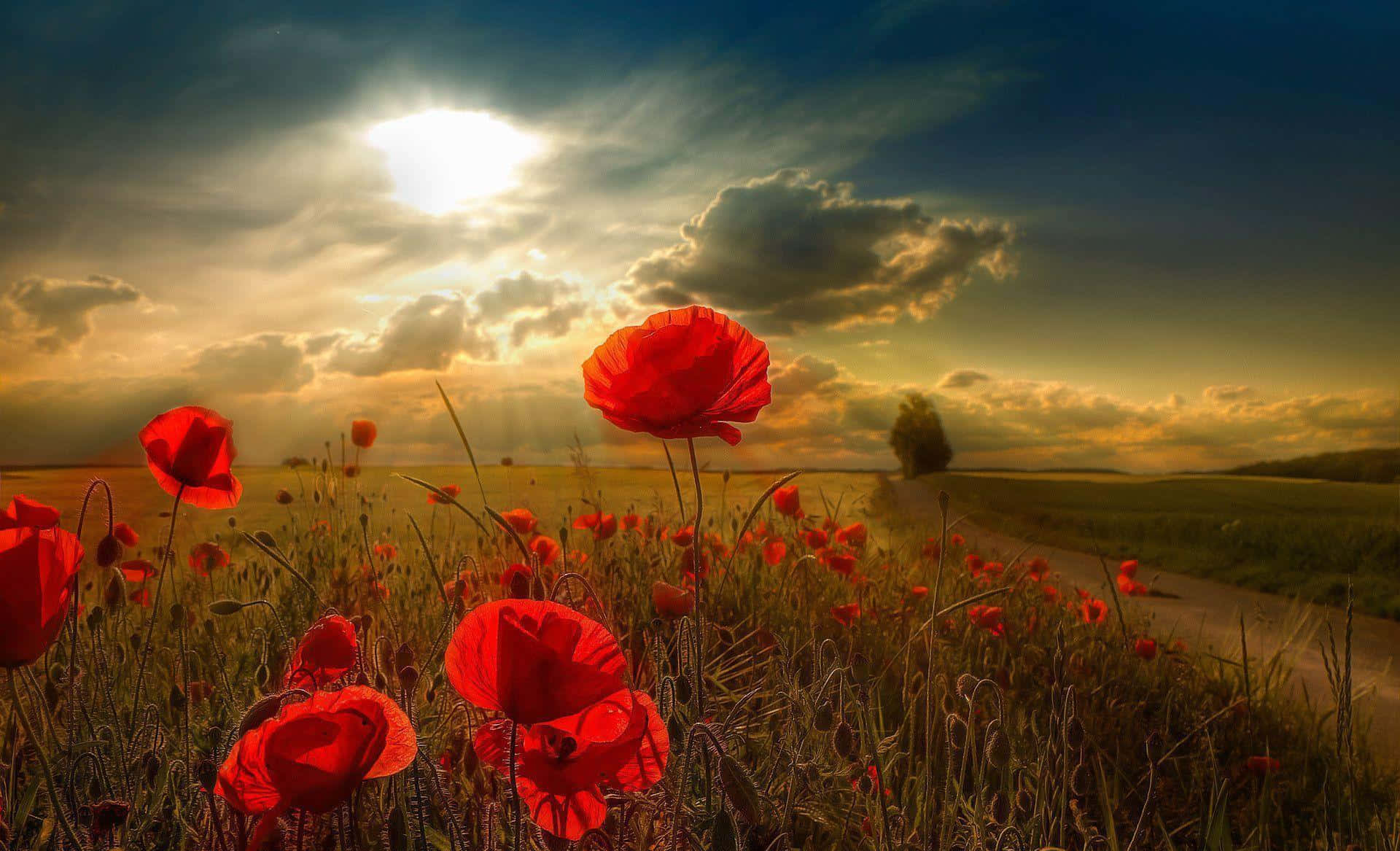 Poppy 桌布 壁紙 — 鮮豔的紅色罌粟花在金色的田野中盛開，天空是戲劇性的日落，陽光穿透雲層。
