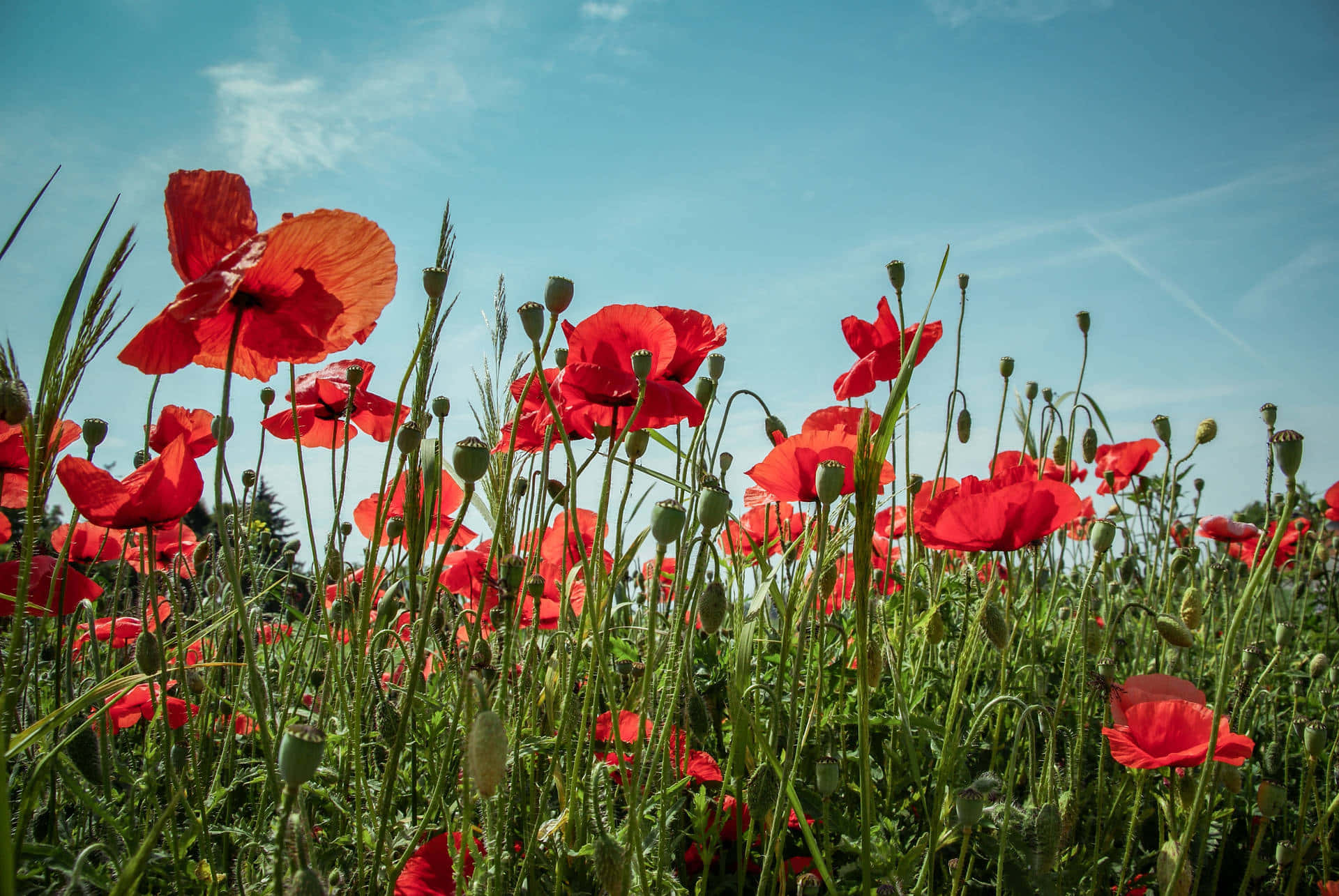 Poppy Field 桌布 壁紙 — 鮮豔的紅色罌粟花在陽光明媚的田野中搖曳，天空湛藍，白雲輕柔。