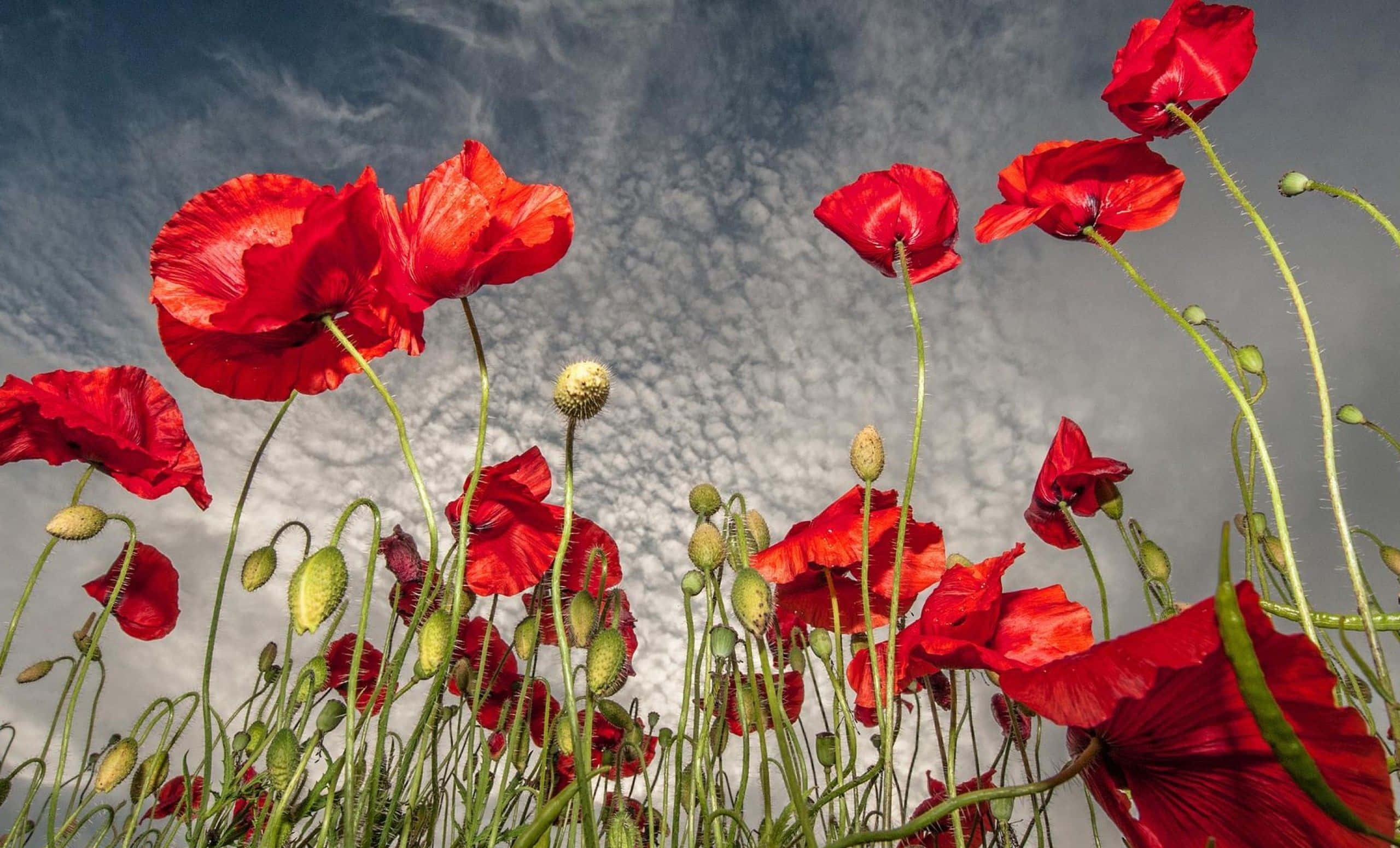 Poppy 桌布 壁紙 — 鮮豔的紅色罌粟花在陽光明媚的田野中，在戲劇性的多雲天空下搖曳。