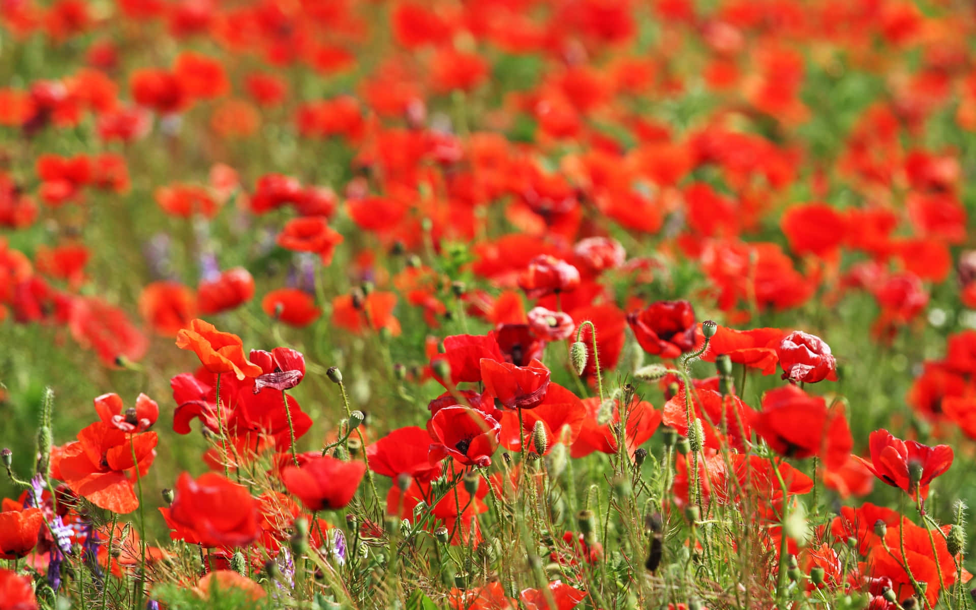 Poppy Field 桌布 壁紙 — 鮮豔的紅色罌粟花在陽光明媚的綠色草地上密集盛開，帶有柔和散景背景。