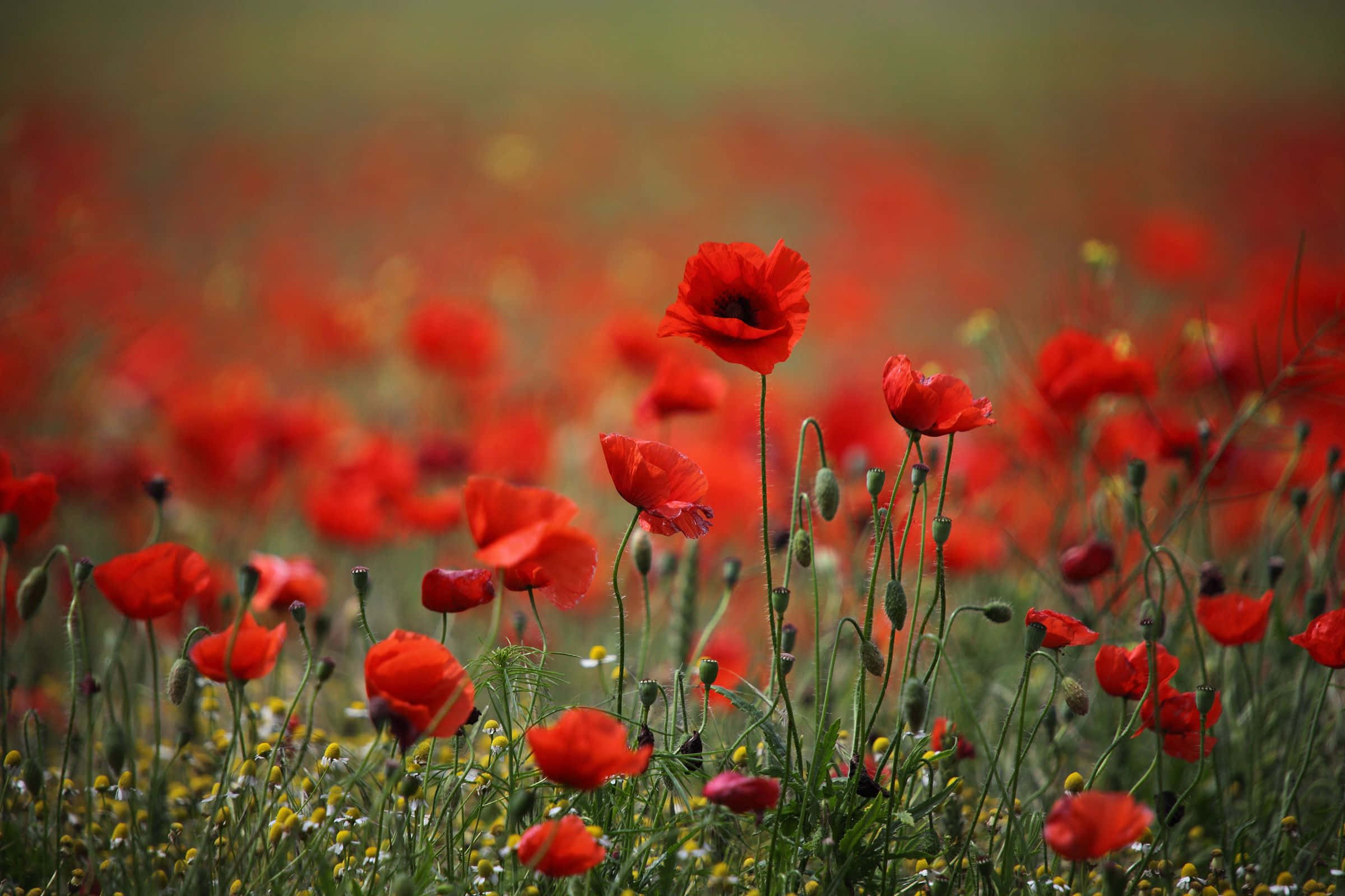 Poppy 桌布 壁紙 — 鮮豔的紅色罌粟花在陽光明媚的草地上輕輕搖曳，草地上點綴著小小的黃色花朵和綠色莖幹。