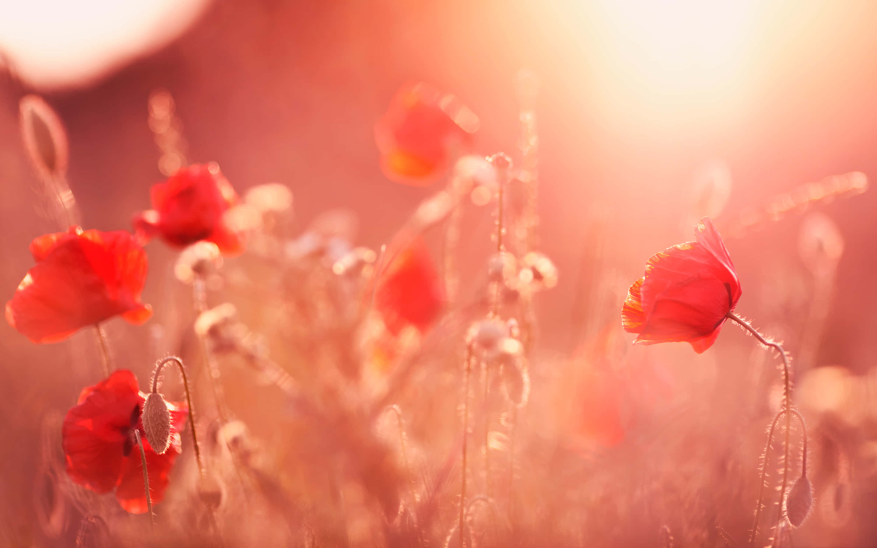 Poppy Field 桌布 壁紙 — 鮮豔的紅色罌粟花在陽光普照的田野中輕輕搖曳，柔和的金色光線穿過。