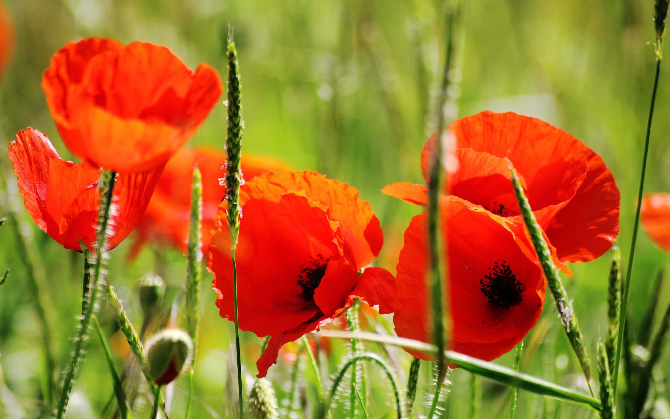Poppy Field 桌布 壁紙 — 鮮豔的紅色罌粟花在陽光照耀的綠草間綻放，景深較淺。