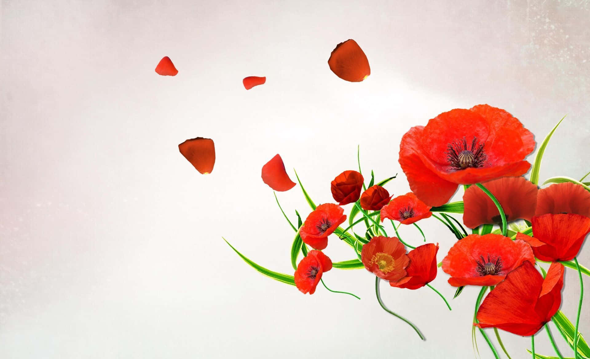 Poppy 桌布 壁紙 — 鮮豔的紅色罌粟花搭配綠色莖稈，在柔和的白色背景上盛開，花瓣輕輕向上飄動。