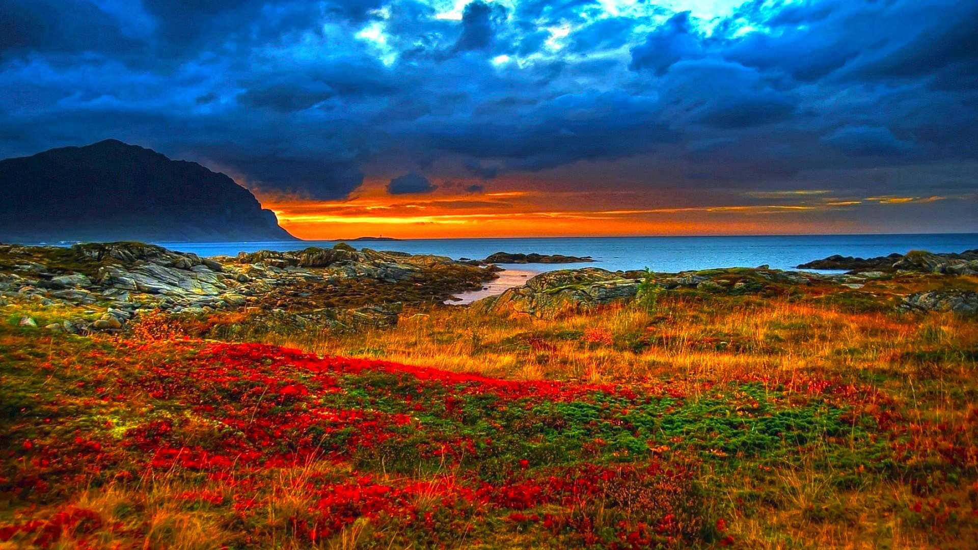 Beautiful Photography 桌布 壁紙 — 鮮豔的紅色花朵在岩石海岸平原上盛開，熾熱的夕陽將天空和海洋染成橙色和藍色。