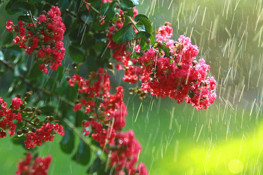 Spring Showers 桌布 壁紙 — 鮮豔的紅色花朵在柔和的綠色模糊背景下，在細雨中閃爍著雨滴。