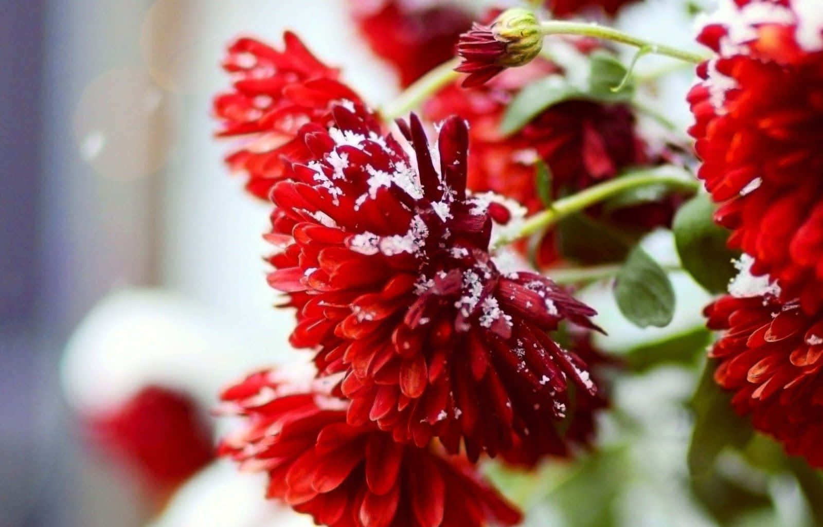 Winter Flowers 桌布 壁紙 — 鮮豔的紅色菊花上灑滿了新雪，背景柔和模糊。