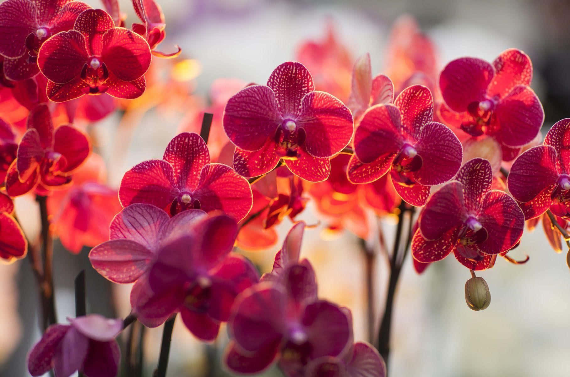Orchids 桌布 壁紙 — 鮮豔的紅色蘭花在柔焦中盛開，金色背光營造出溫暖發光的效果。