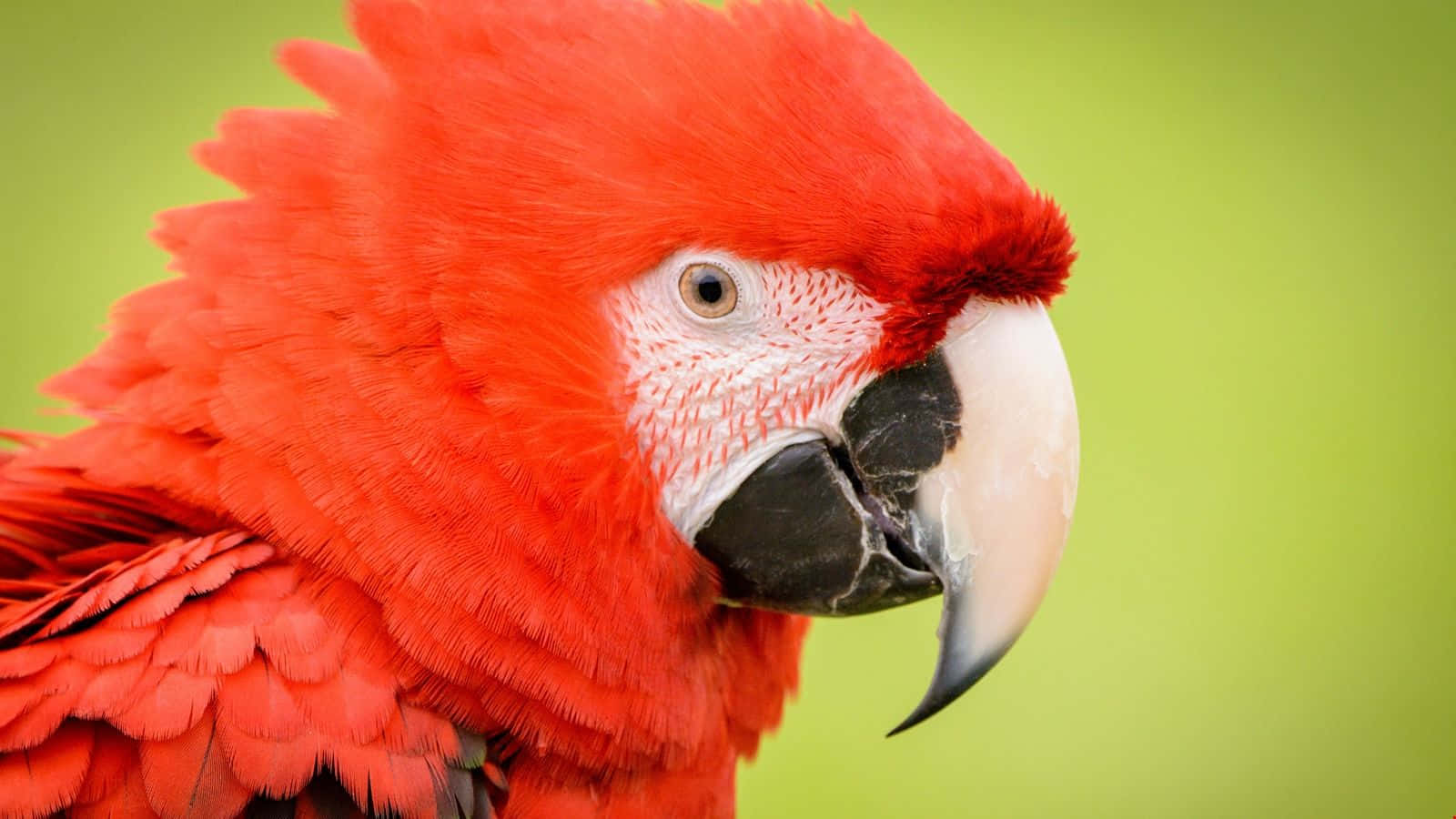 parrot 桌布 壁紙 — 鮮豔的紅色金剛鸚鵡，羽毛細緻，喙尖銳，背景為柔和的綠色。