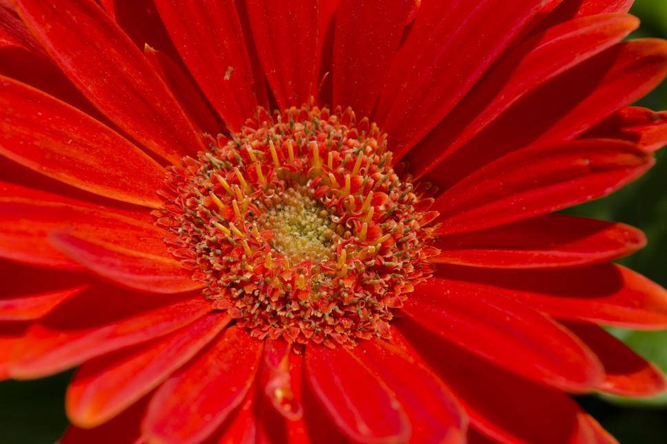 flowers 4K 桌布 壁紙 — 鮮豔的紅色非洲菊雛菊，在明亮的陽光下，露珠閃閃發光，背景是模糊的綠色。