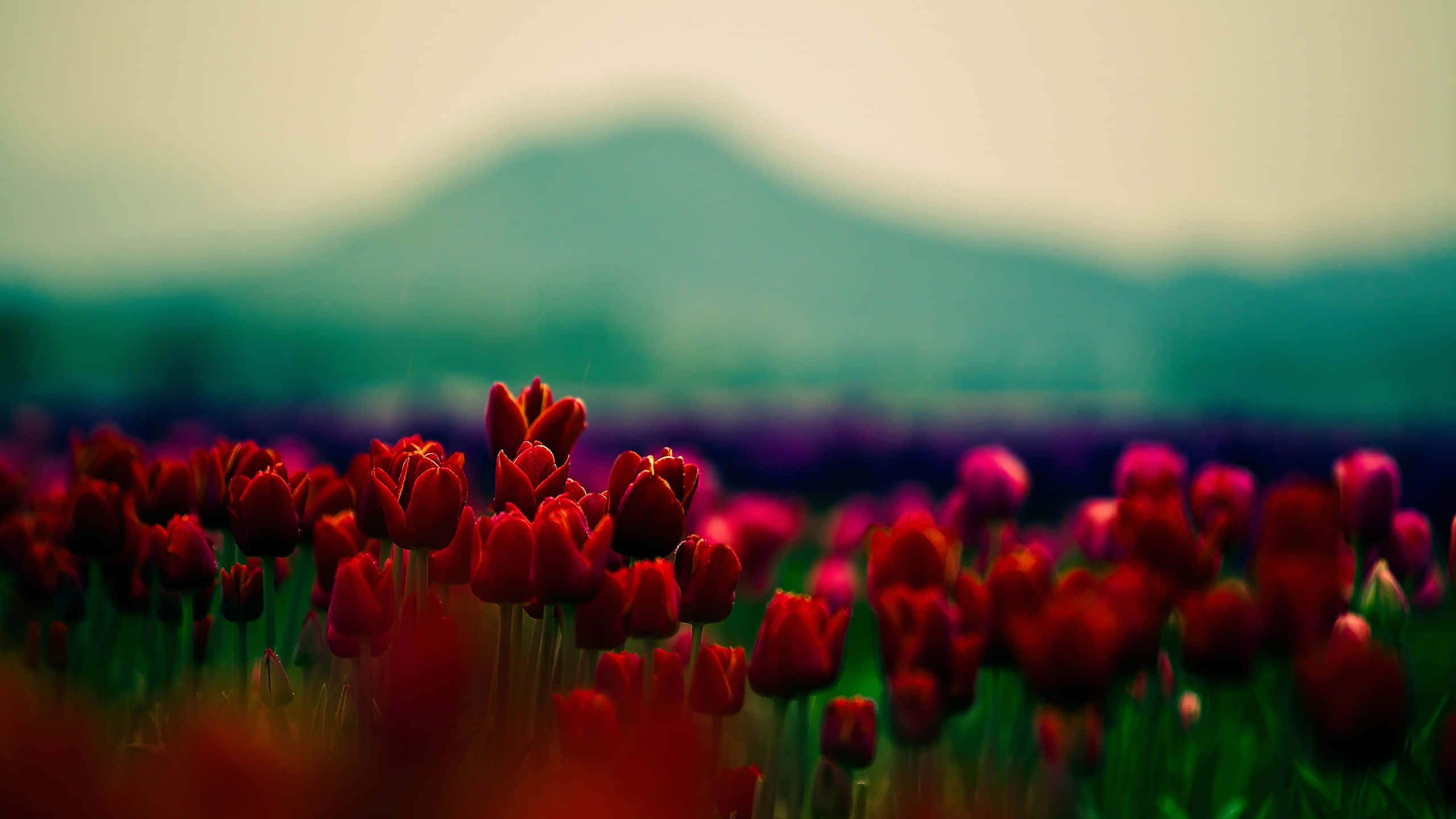 Tulip Field 桌布 壁紙 — 鮮豔的紅色鬱金香在前景盛開，背景是柔和的模糊山脈，天空朦朧。