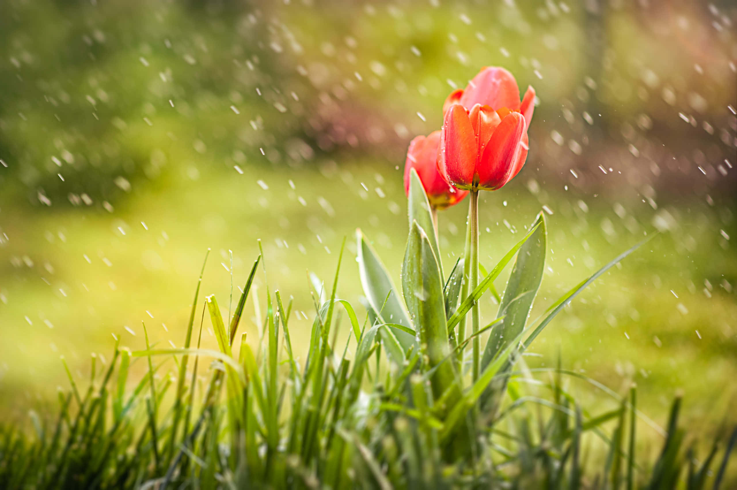 Spring Showers 桌布 壁紙 — 鮮豔的紅色鬱金香在茂盛的綠草中盛開，雨滴在柔和的陽光下閃閃發光。