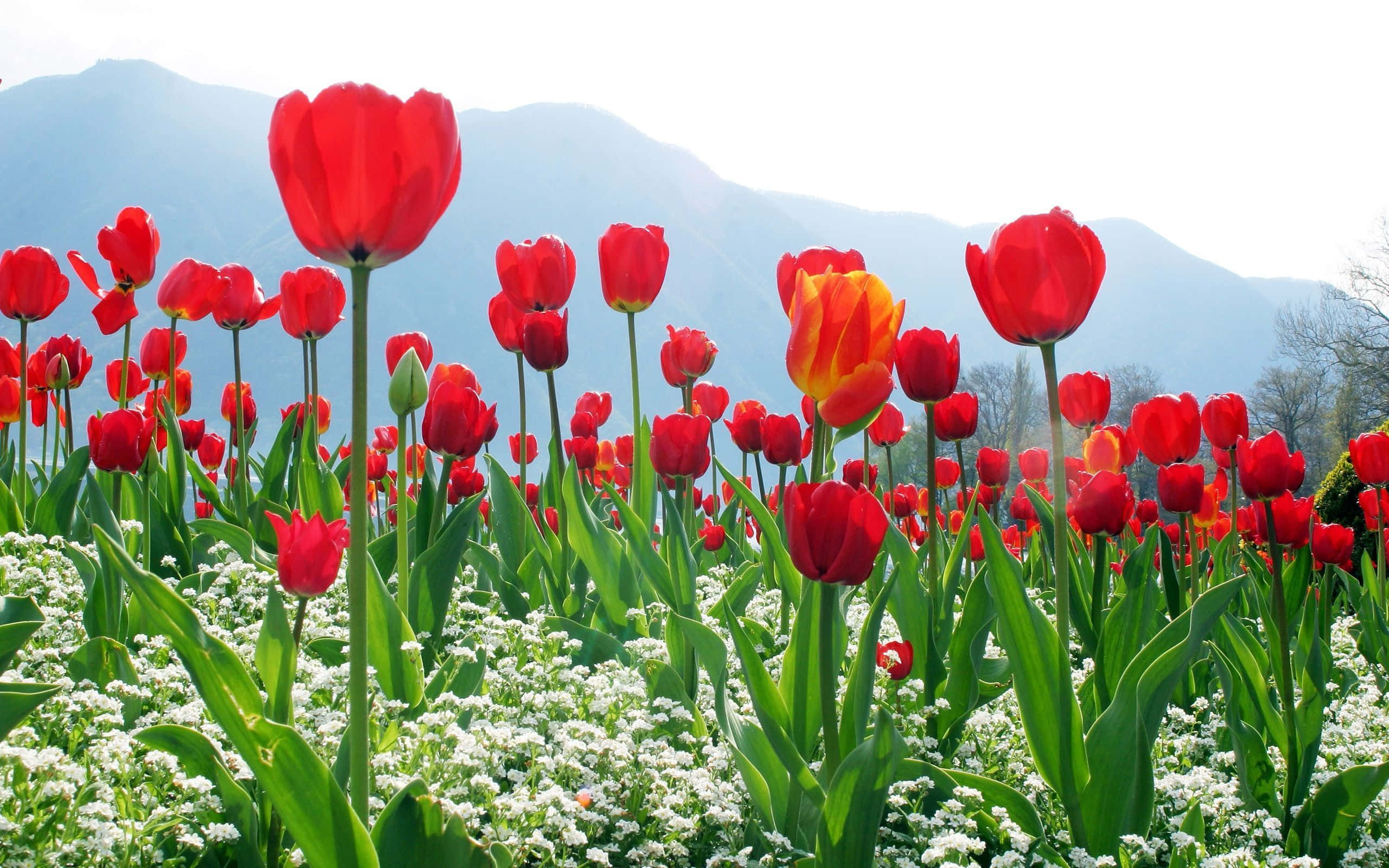 Tulip Field 桌布 壁紙 — 鮮豔的紅色鬱金香在陽光明媚的田野中盛開，伴隨著白色花朵和遠山，天空明亮。