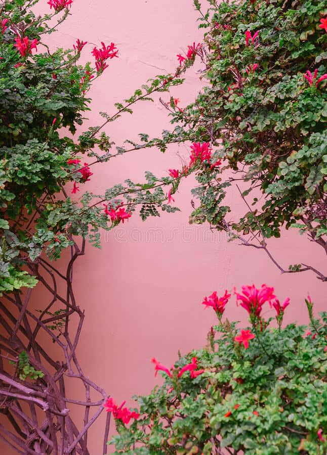 Pink Wall 桌布 壁紙 — 鮮豔的紅花和茂密的綠色藤蔓在光滑的粉紅色牆壁上層疊而下，形成一個自然的框架。