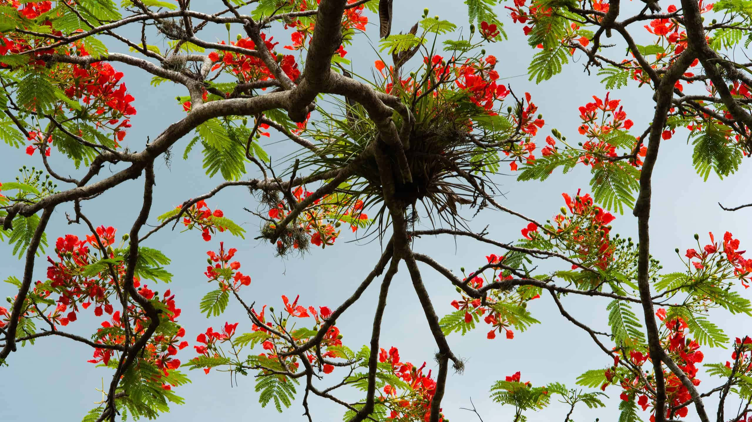 Flower Tree 桌布 壁紙 — 鮮豔的紅花在彎曲的樹枝上盛開，映襯著柔和的藍天和茂密的綠葉。
