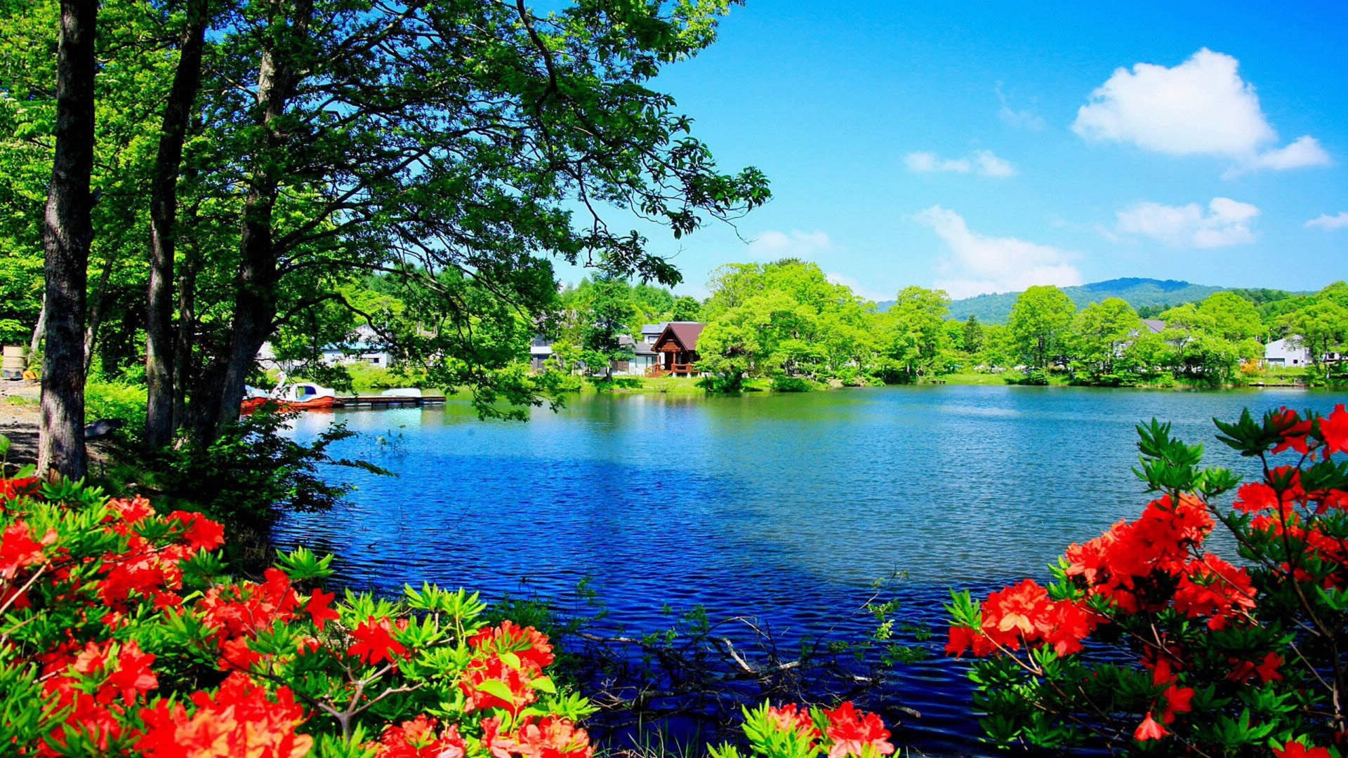 Scenery 桌布 壁紙 — 鮮豔的紅花環繞著一個寧靜的藍色湖泊，周圍是茂密的綠樹，上方是明亮的藍天和蓬鬆的白雲。