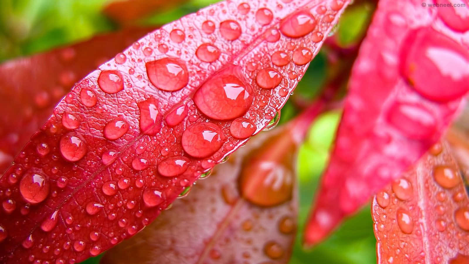 Rainy 桌布 壁紙 — 鮮豔的紅葉閃爍著晶瑩的水珠，在鬱鬱蔥蔥的綠色花園中捕捉光線。