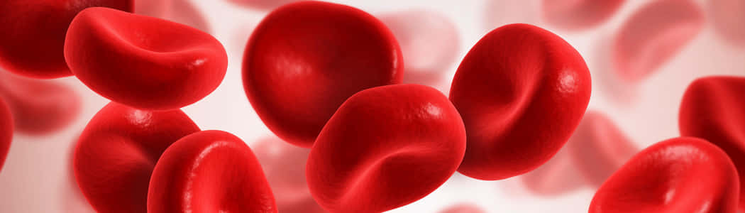 Red Blood Cells 桌布 壁紙 — 鮮豔的紅血球在柔和焦點的光線中漂浮，表面光滑，陰影細膩。