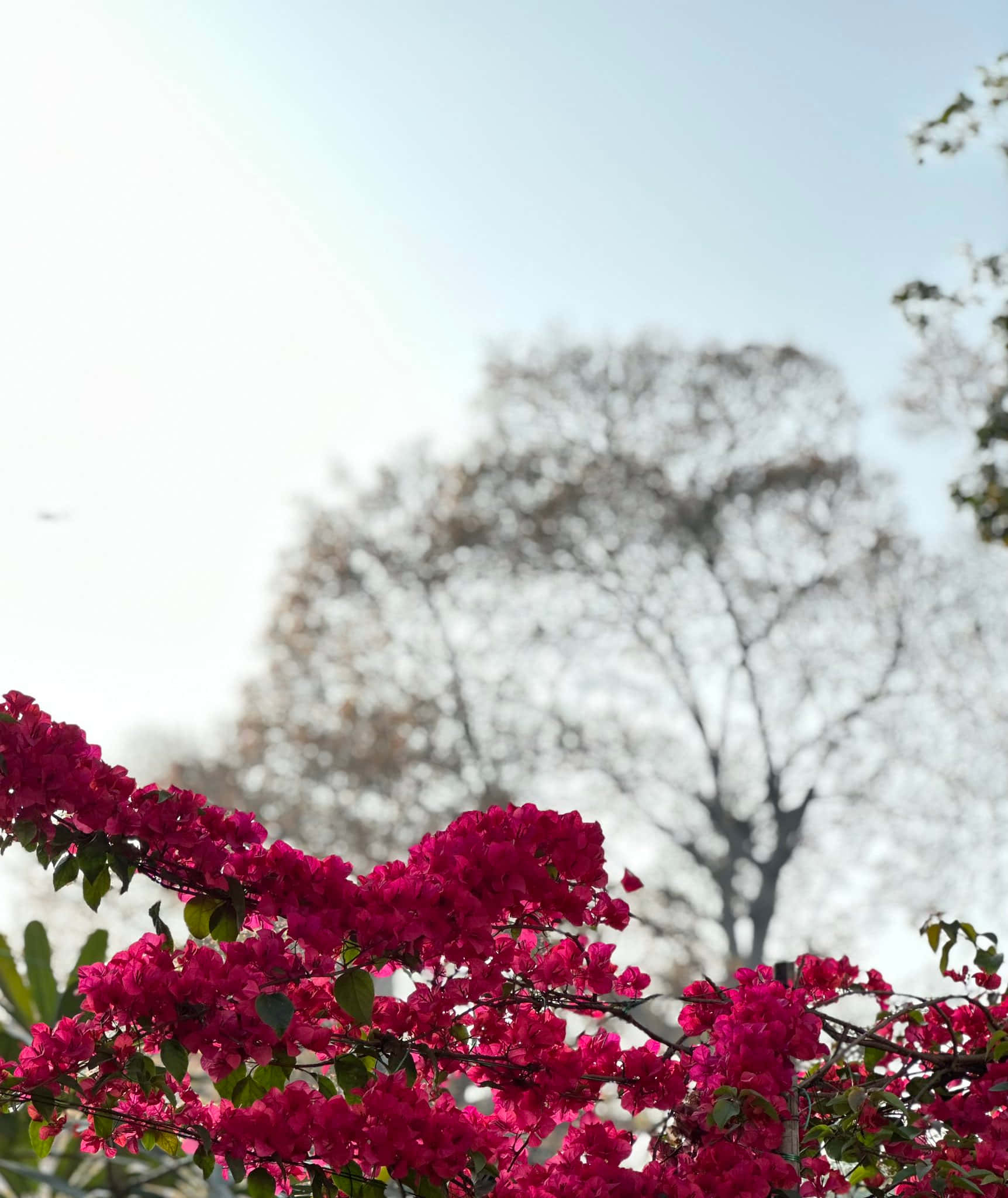 Portrait Mode 桌布 壁紙 — 鮮豔的紫紅色三角梅在前景中層疊，背景是柔和模糊的樹木和蒼白的天空。