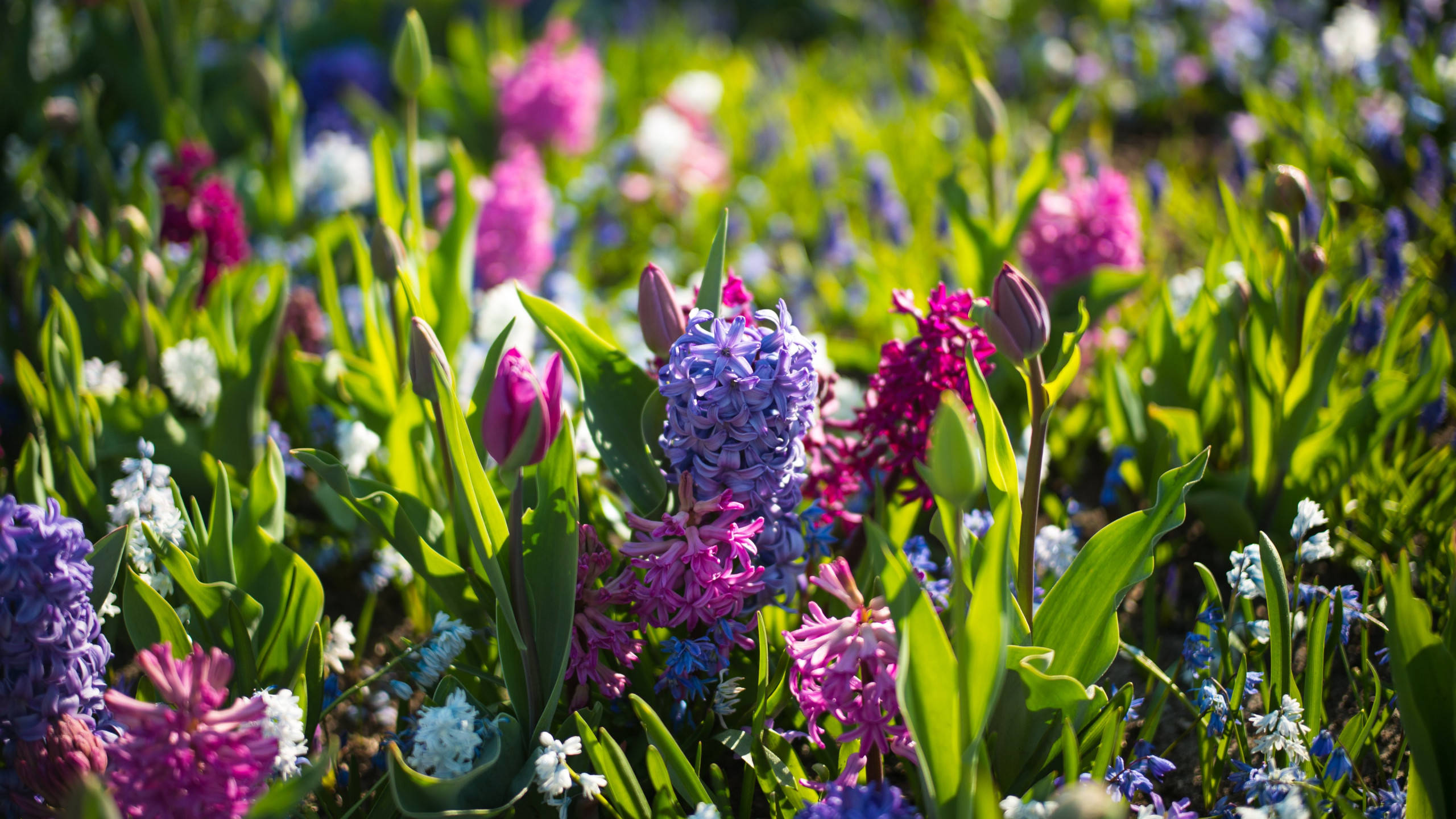 Spring Aesthetic 桌布 壁紙 — 鮮豔的紫色、粉紅色和白色風信子在明媚陽光下於茂盛的綠草中盛開。