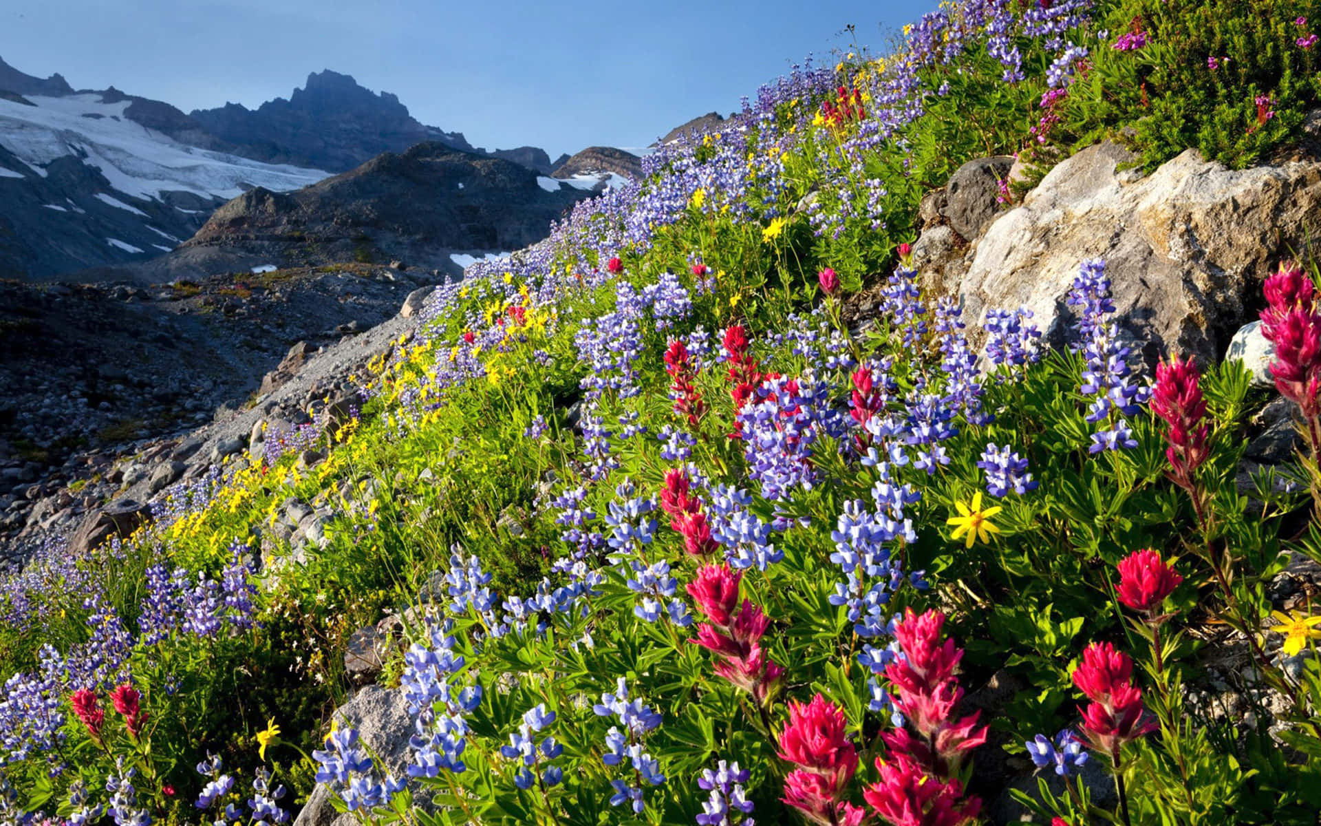 Wildflower 桌布 壁紙 — 鮮豔的紫色、粉紅色和黃色野花在陽光照耀的岩石山坡上密集盛開，背景是白雪覆蓋的山峰。