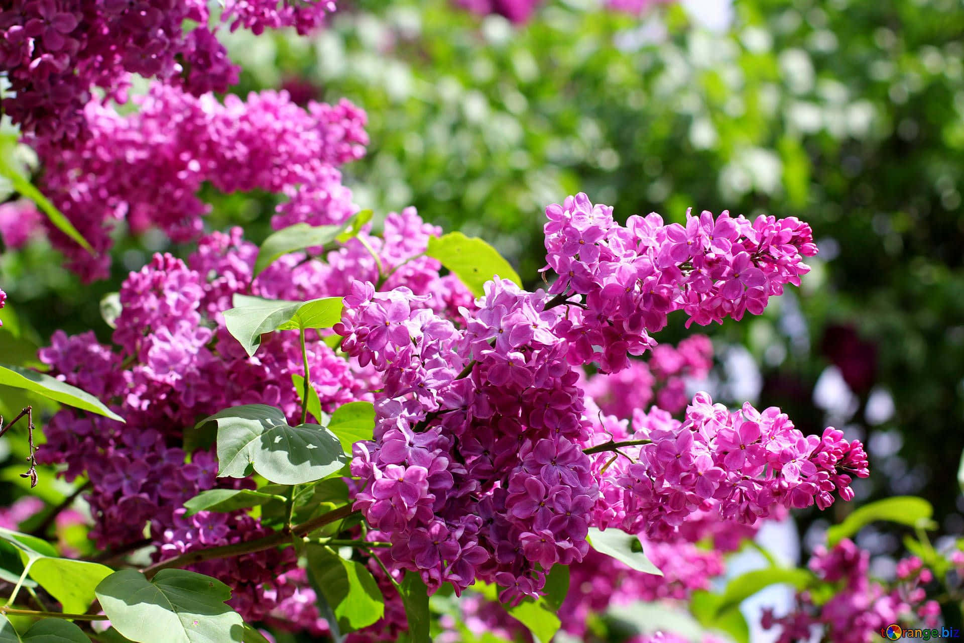 Lilac Tree 桌布 壁紙 — 鮮豔的紫色丁香花在明亮的陽光下，與茂盛的綠葉一起密集地簇生在樹枝上。