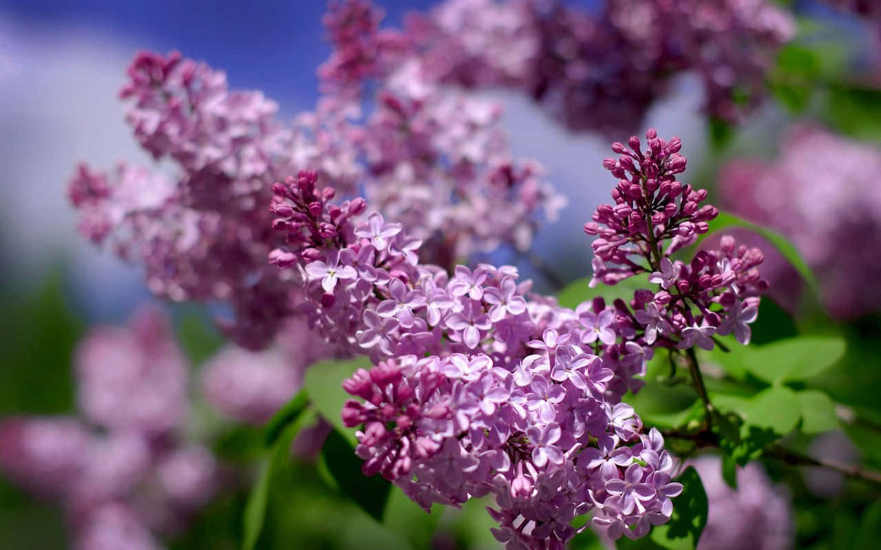 Lilac Tree 桌布 壁紙 — 鮮豔的紫色丁香花密集地簇擁在柔和的藍天下，前景有模糊的綠色樹葉。