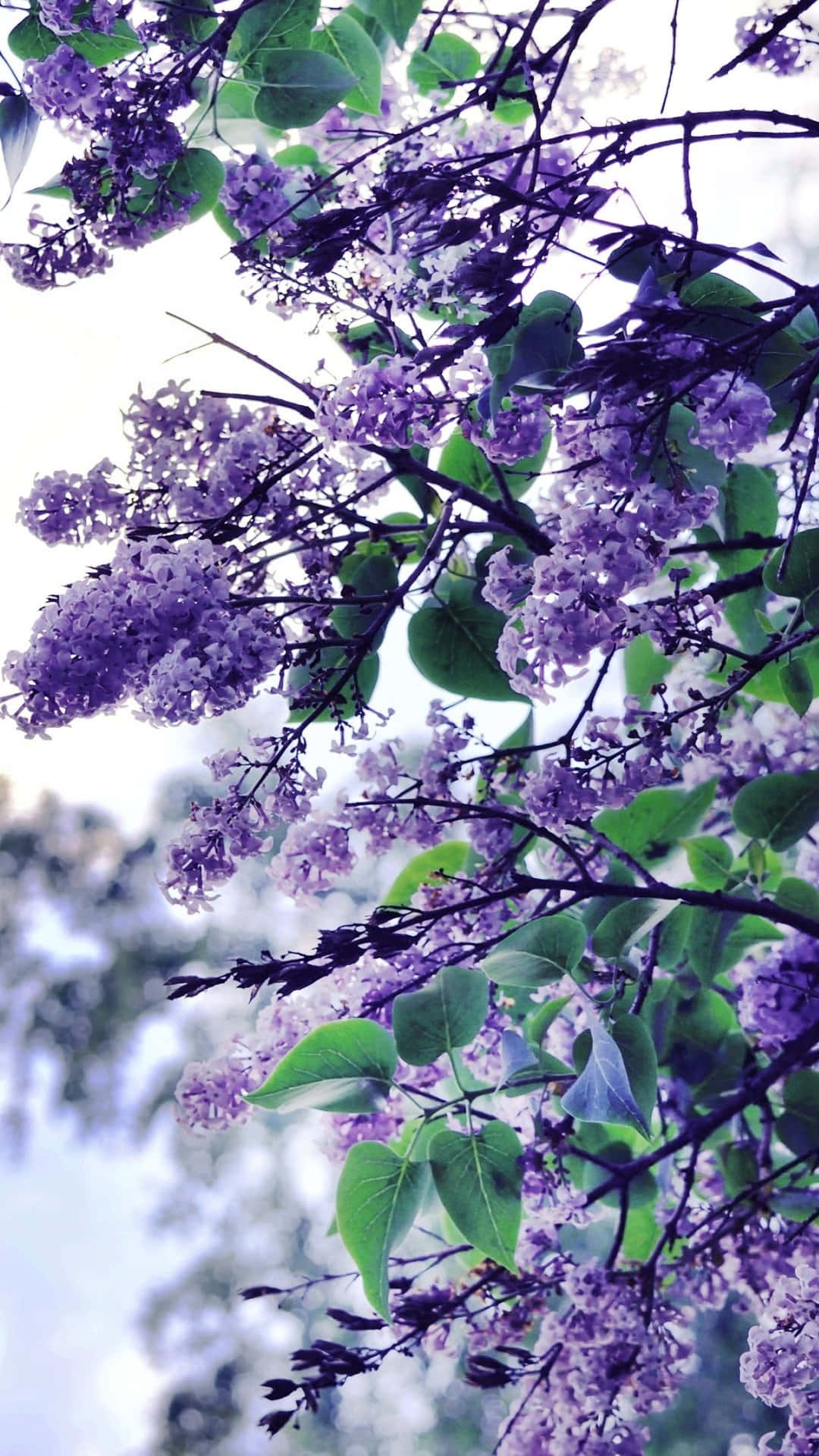 Lilac Tree 桌布 壁紙 — 鮮豔的紫色丁香花簇密集在深色樹枝上，背景是柔和模糊的天空。