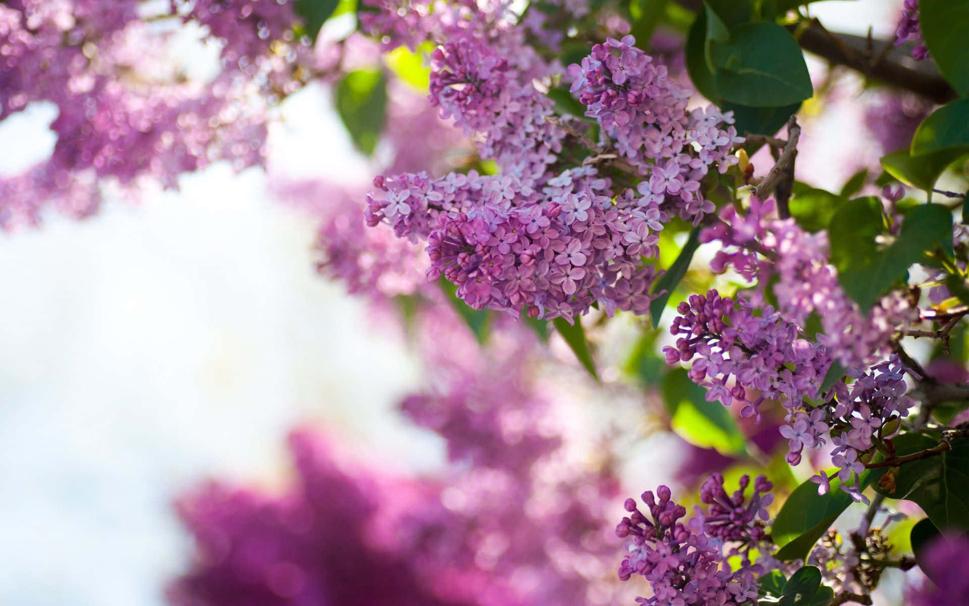 Lilac Tree 桌布 壁紙 — 鮮豔的紫色丁香花簇擁在樹枝上，襯托著柔軟的綠葉，背景是明亮模糊的天空。