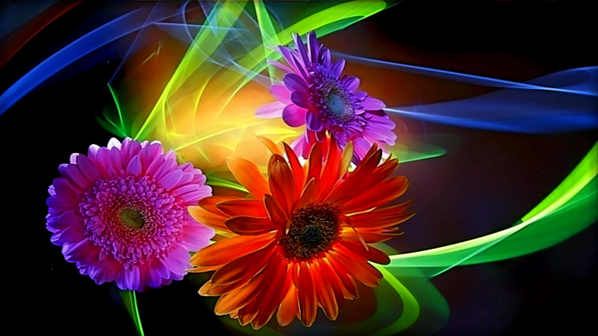 Colorful Flowers 桌布 壁紙 — 鮮豔的紫色和橙色非洲菊雛菊在黑暗背景中發光，伴隨著旋轉的霓虹光跡。