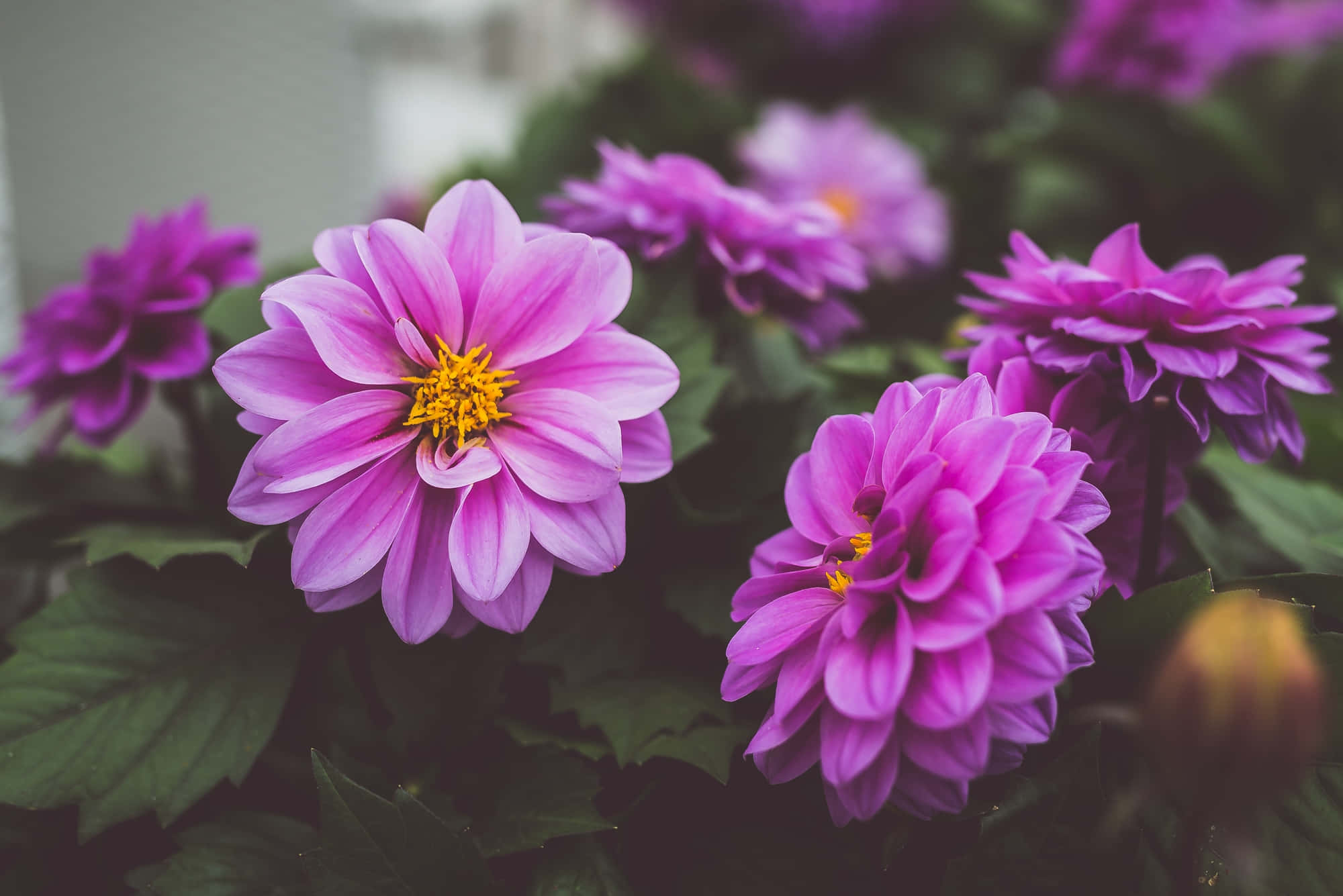 Blooming Flowers 桌布 壁紙 — 鮮豔的紫色大麗花，黃色花心，在柔和自然光下於茂盛綠葉間盛開。