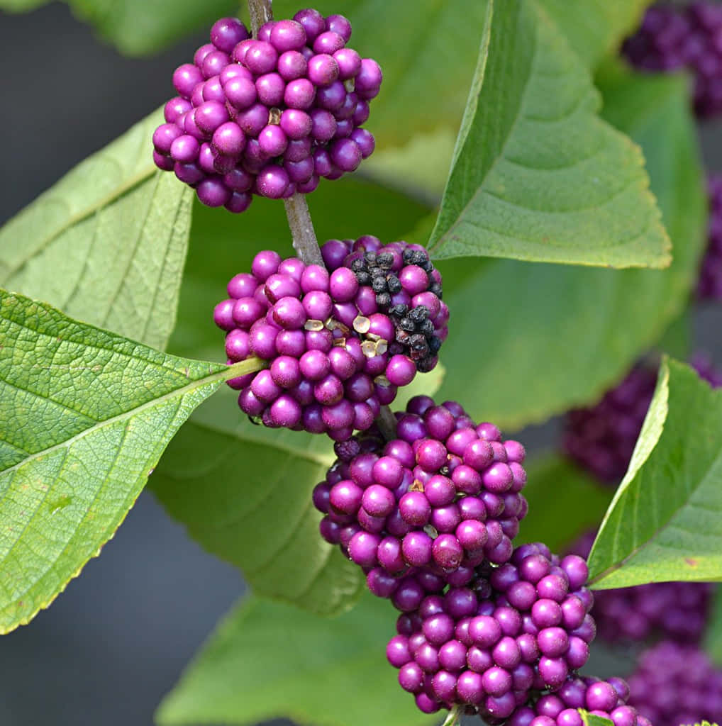 Purple Berries 桌布 壁紙 — 鮮豔的紫色漿果密集地簇擁在樹枝上，周圍環繞著茂盛的綠葉。