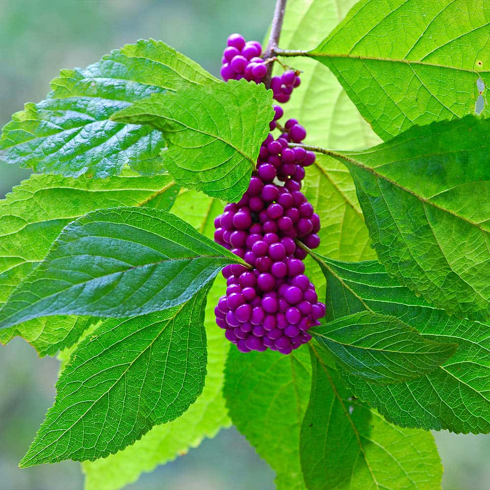 Purple Berries 桌布 壁紙 — 鮮豔的紫色漿果密集地簇擁在樹枝上，周圍是葉脈清晰可見的茂盛綠葉。