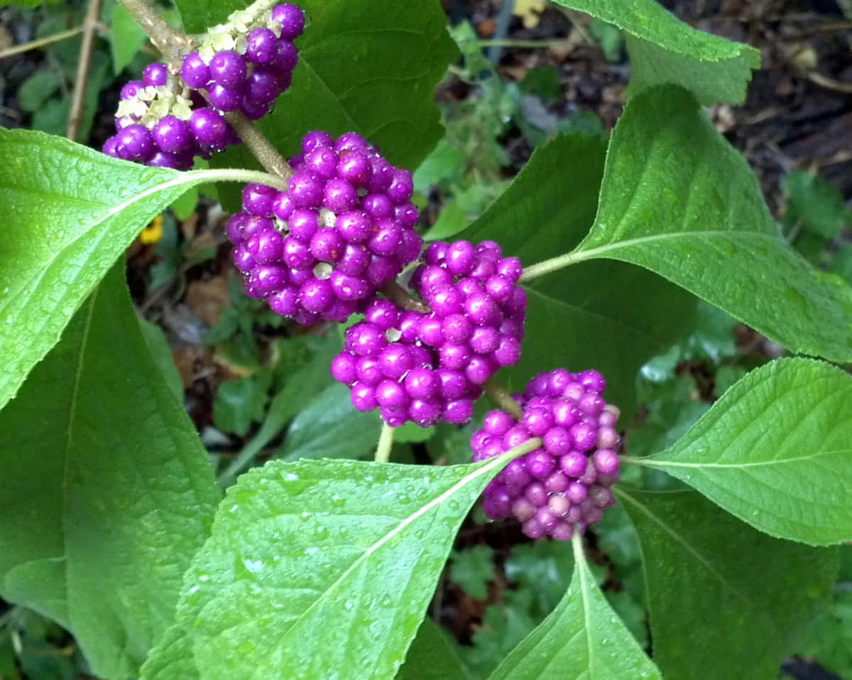 Purple Berries 桌布 壁紙 — 鮮豔的紫色漿果簇擁在樹枝上，伴隨著沾滿露珠的綠葉，在茂密的森林環境中。