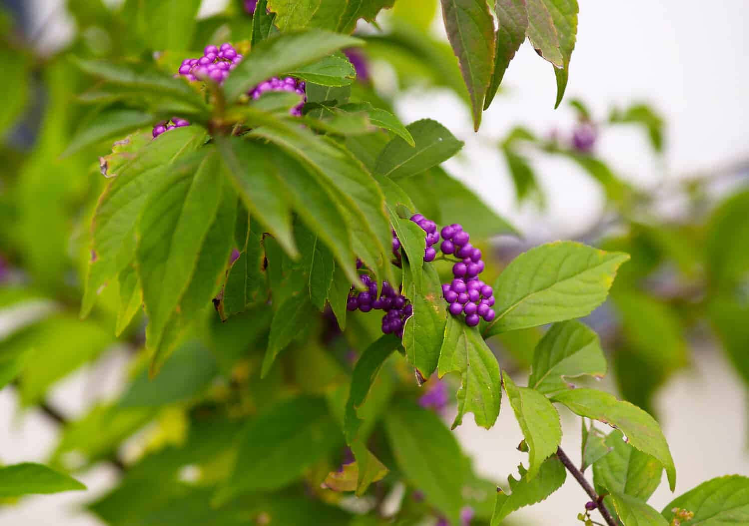 Purple Berries 桌布 壁紙 — 鮮豔的紫色漿果簇擁在茂密的綠葉之間，處於柔焦的自然環境中。