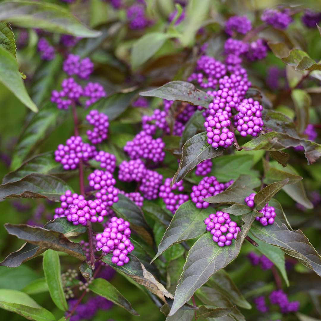 Purple Berries 桌布 壁紙 — 鮮豔的紫色漿果簇緊密地聚集在深綠色葉子上，在茂密花園的特寫中。