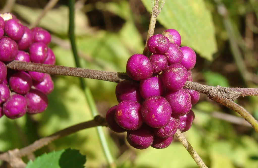 Purple Berries 桌布 壁紙 — 鮮豔的紫色漿果緊密地簇生在木質莖上，背景是柔軟的綠葉。