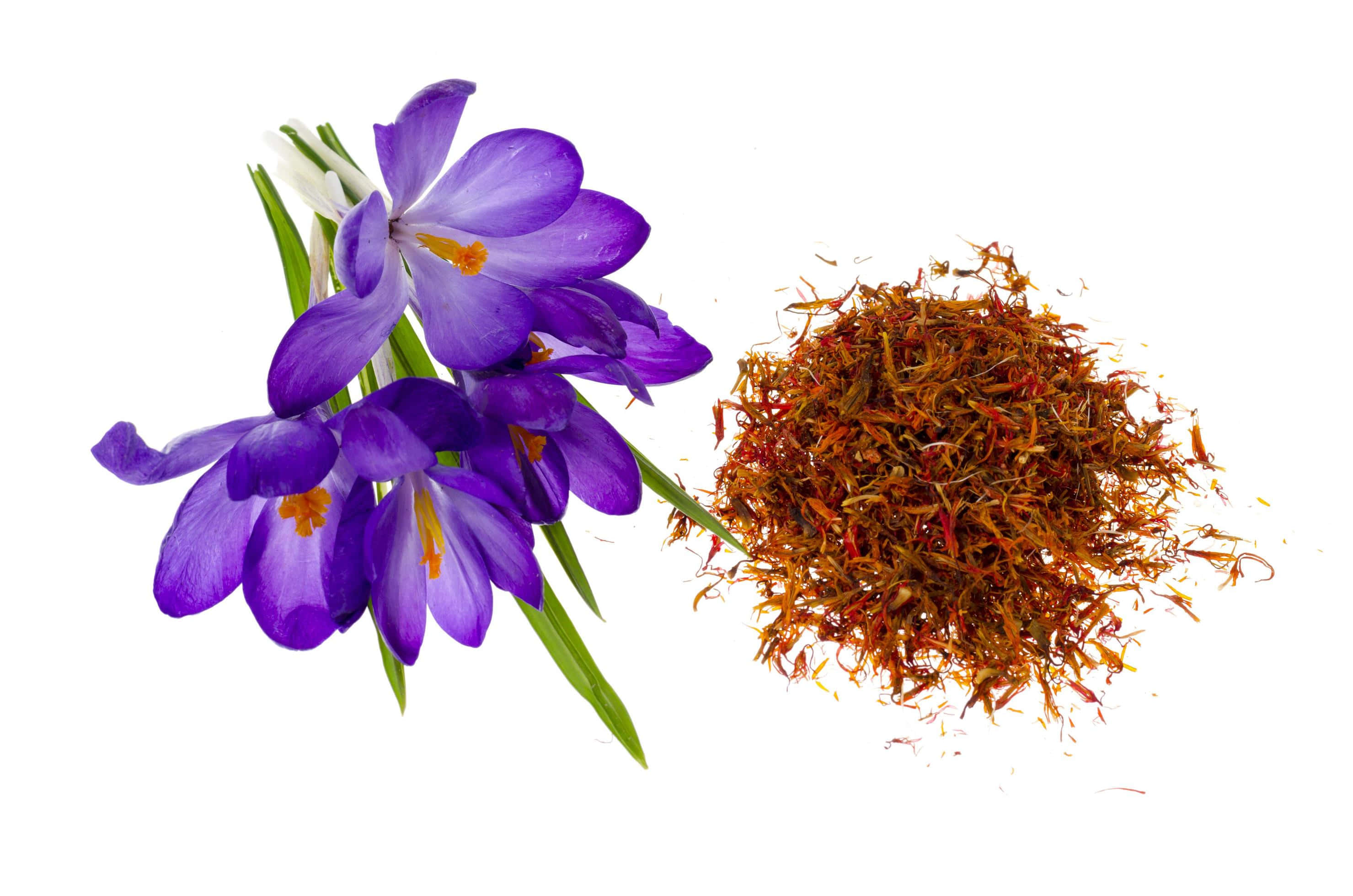 Saffron 桌布 壁紙 — 鮮豔的紫色番紅花（橙色花心）旁邊放著一堆番紅花絲，背景為純白色。