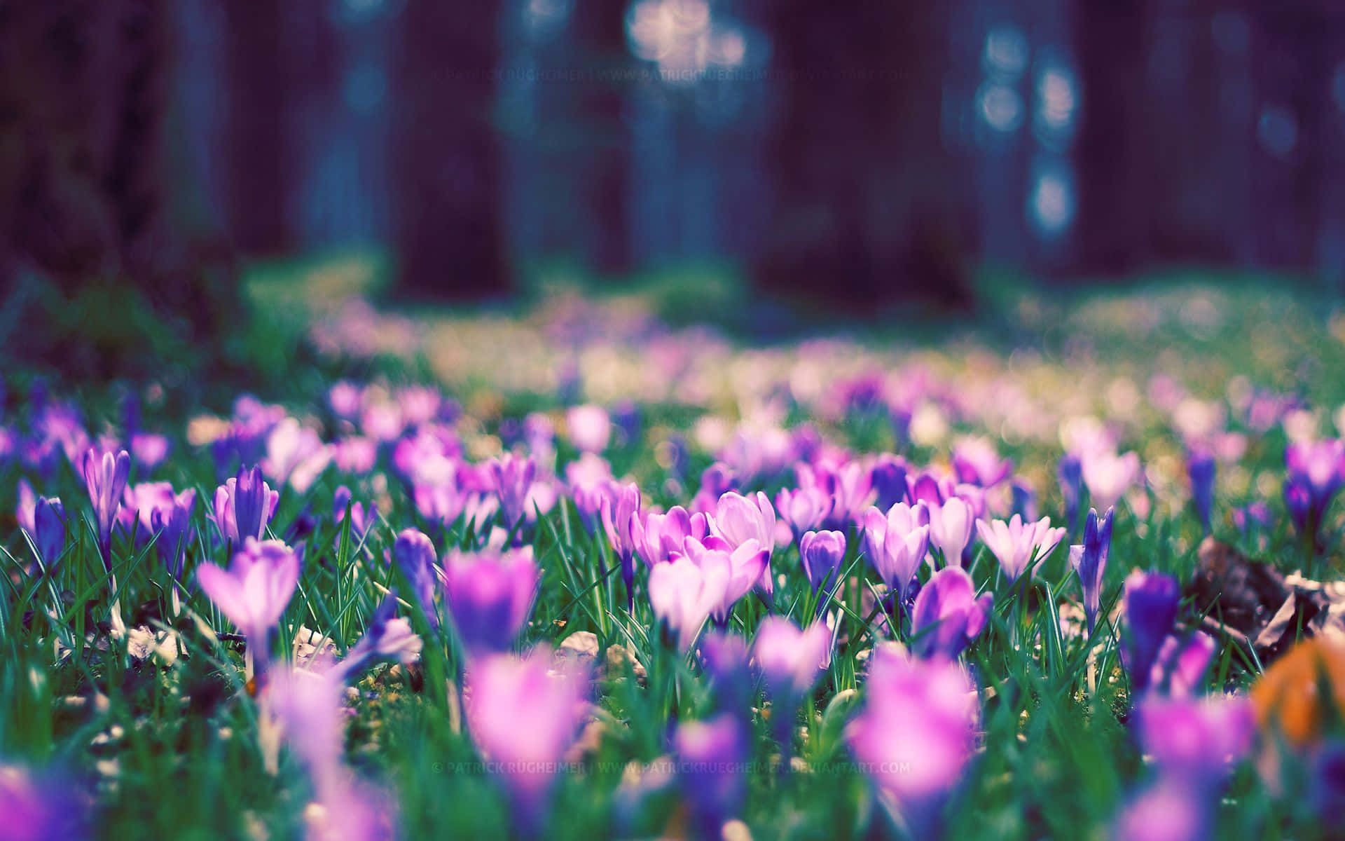 Spring Bloom 桌布 壁紙 — 鮮豔的紫色番紅花在陽光明媚的森林空地中盛開，背景柔和散景。